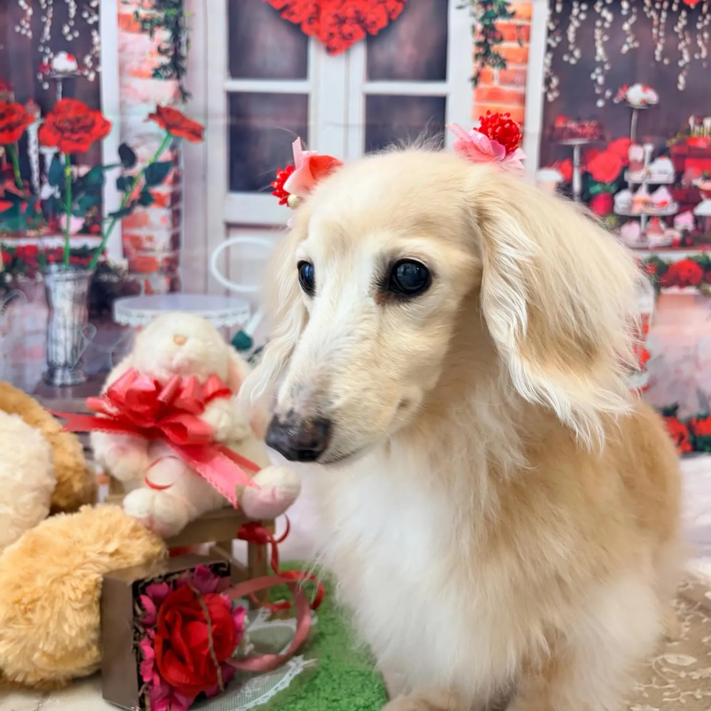 先月アップしきれなかったわんこたちです🐾