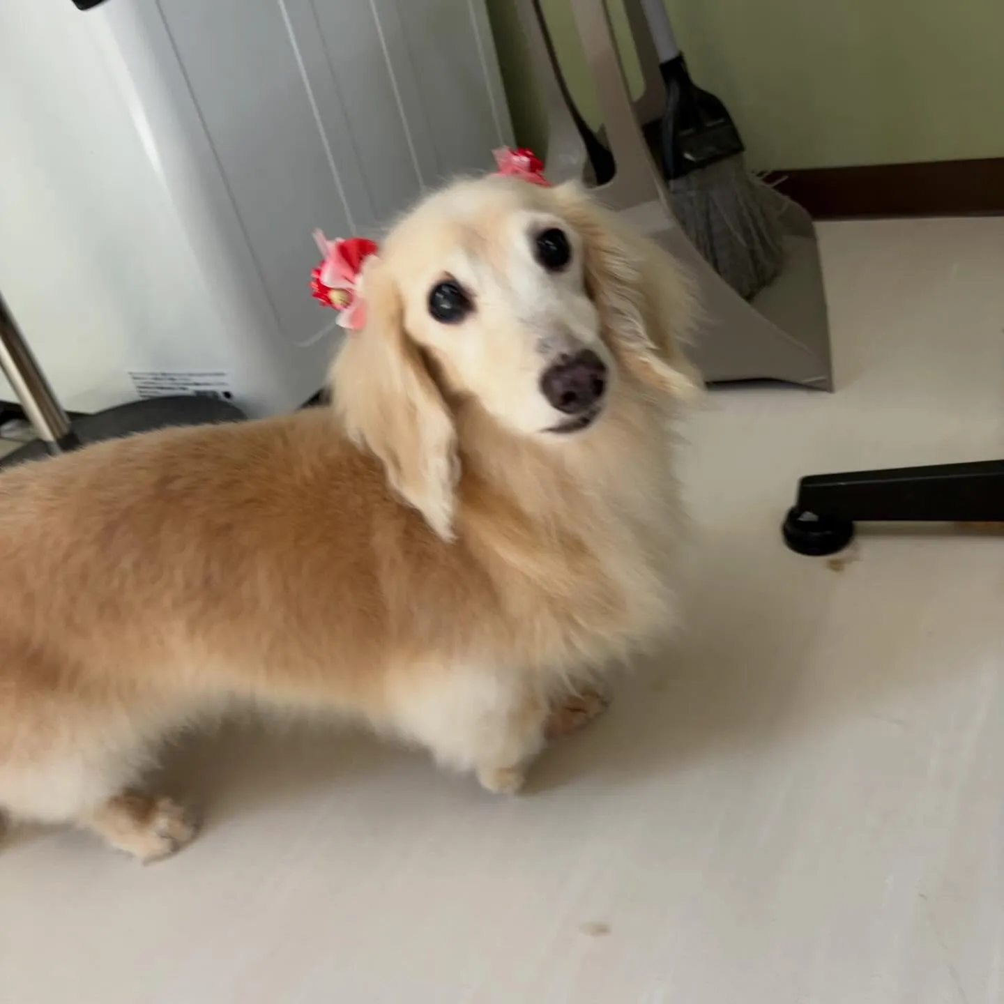 先月アップしきれなかったわんこたちです🐾