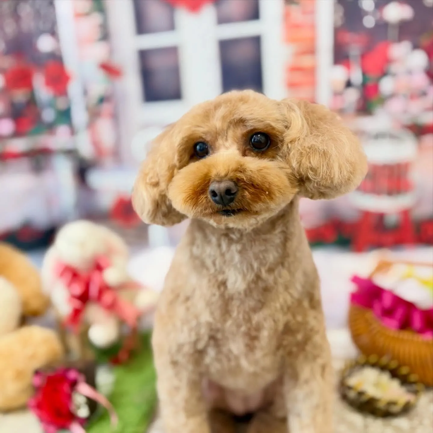 先月アップしきれなかったわんこたちです🐾