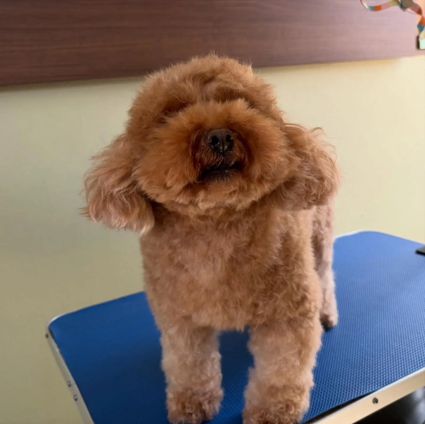 先月アップしきれなかったわんこたちです🐾