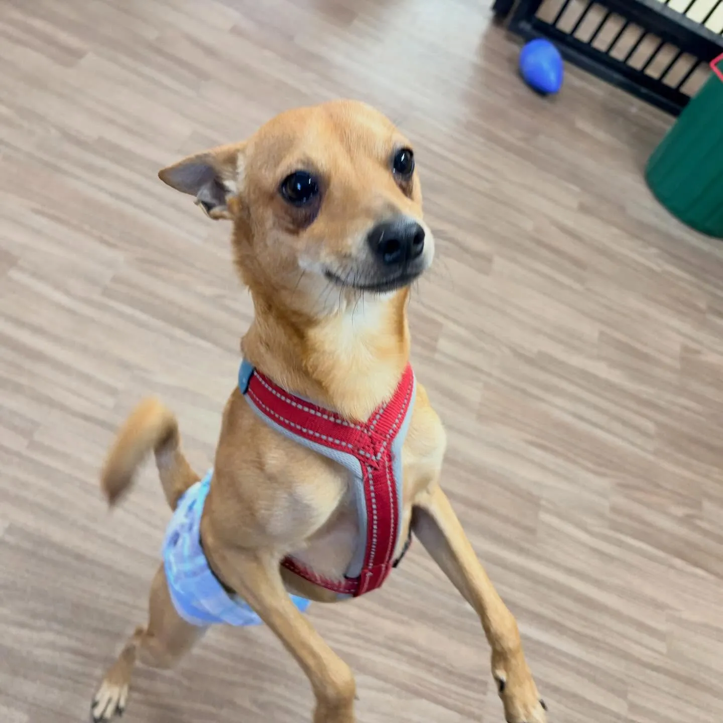 入会してくれたくうくんです❣️