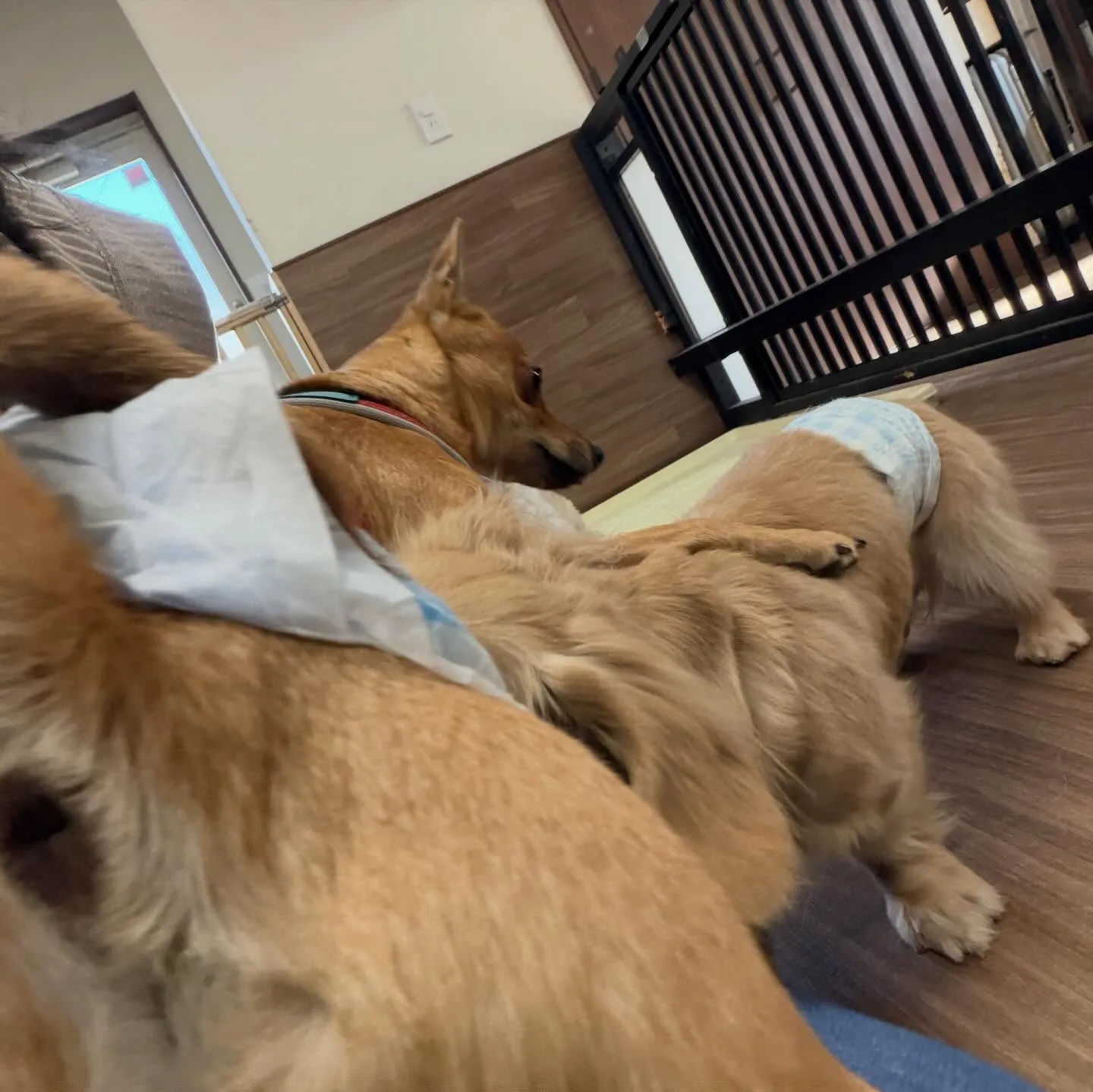 入会してくれたくうくんです❣️