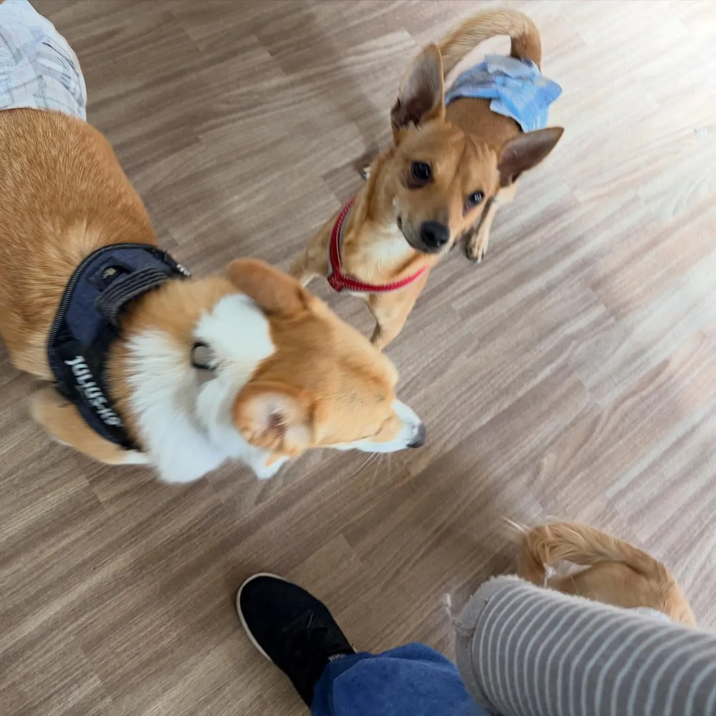 入会してくれたくうくんです❣️