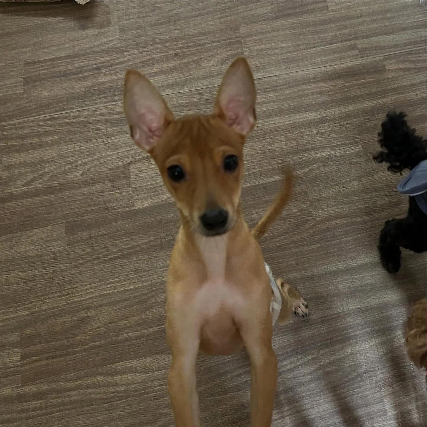 入会してくれたくうくんです❣️