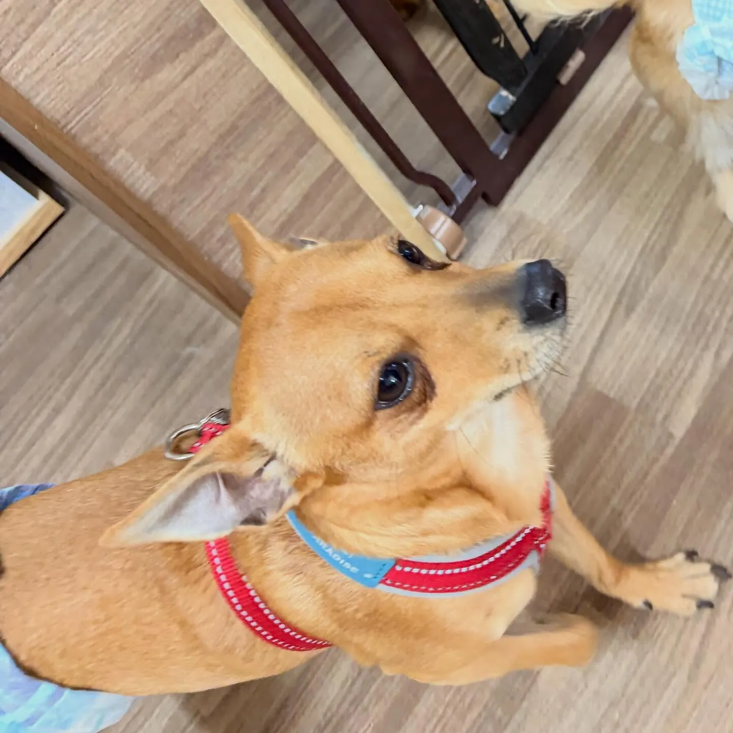 入会してくれたくうくんです❣️