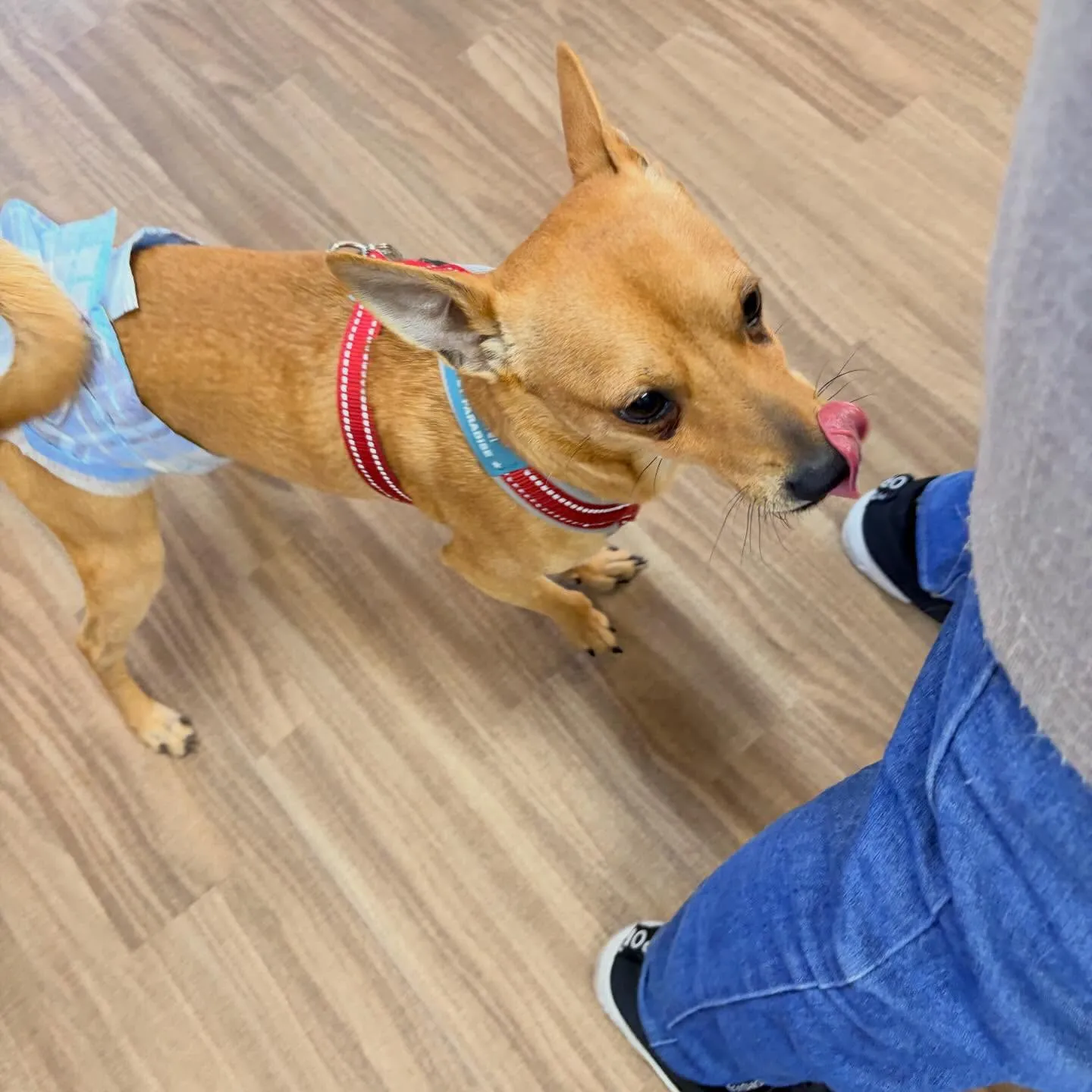 入会してくれたくうくんです❣️