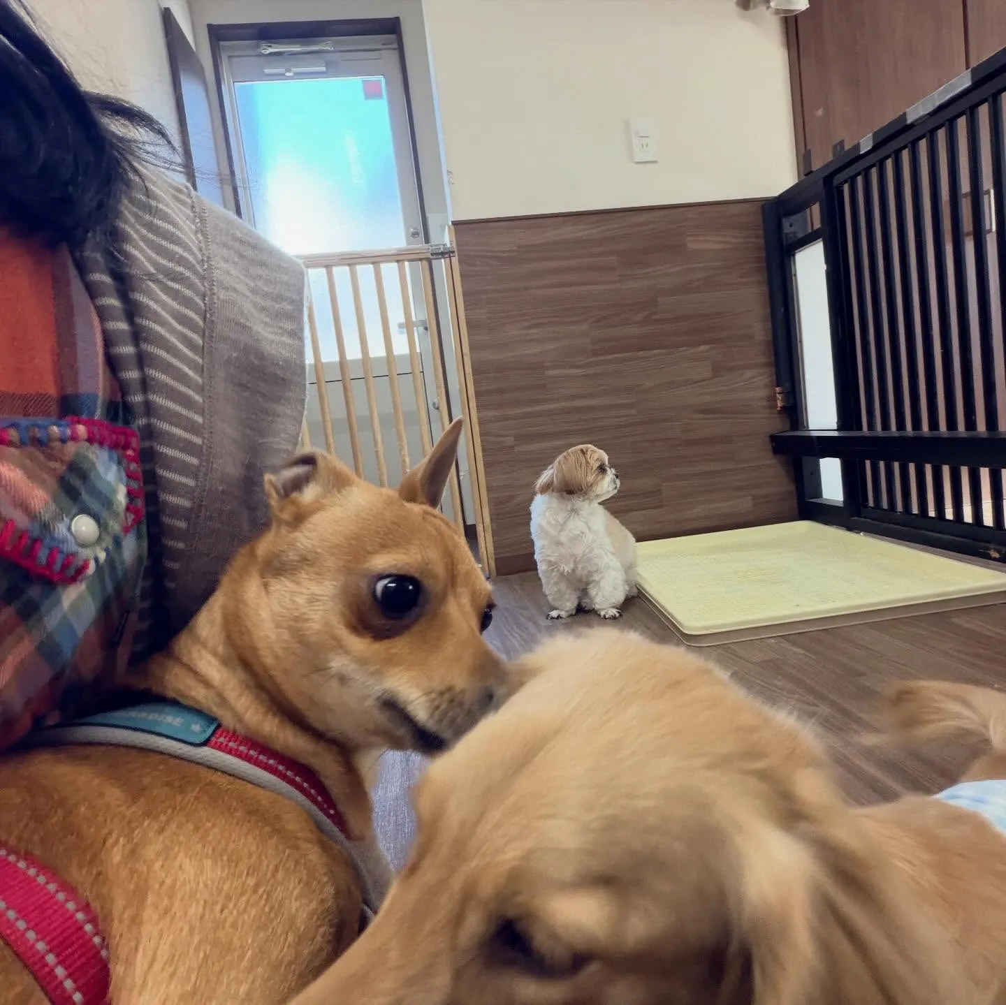 入会してくれたくうくんです❣️