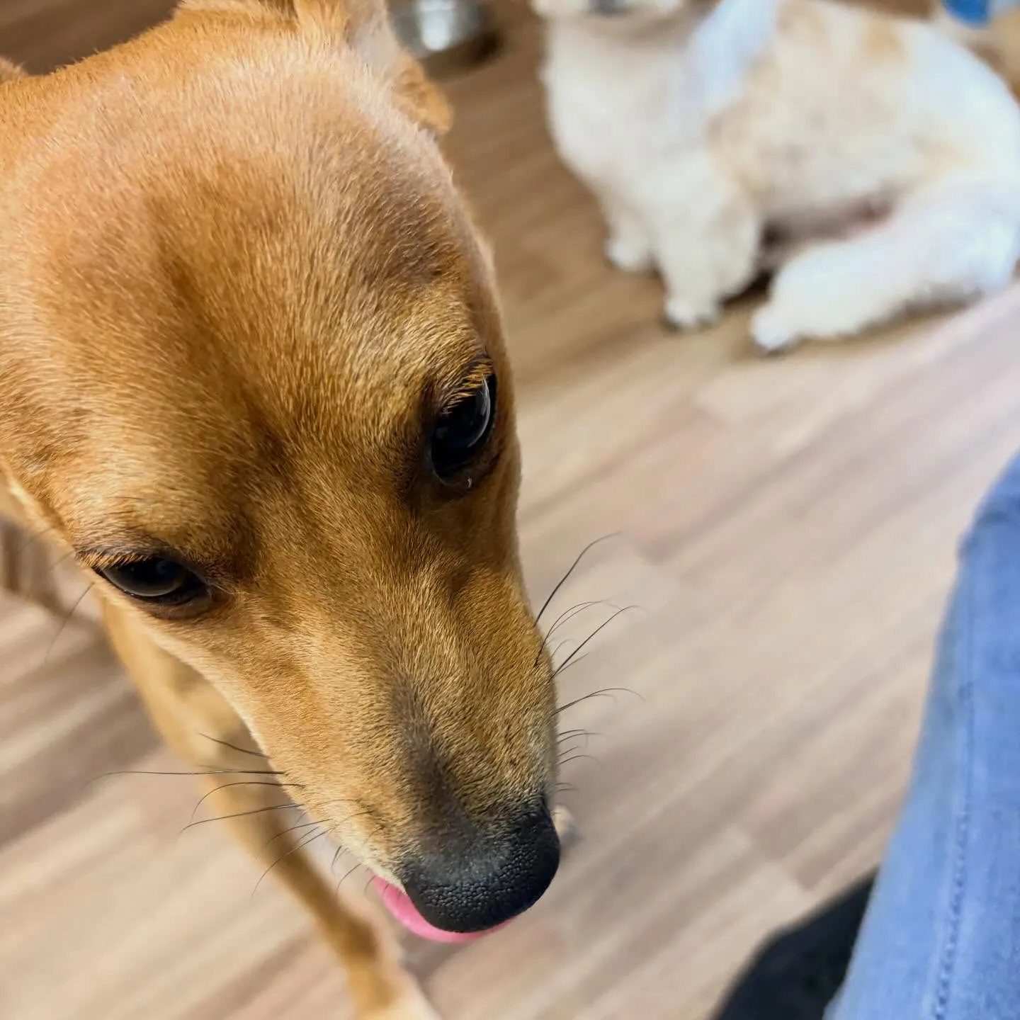 入会してくれたくうくんです❣️