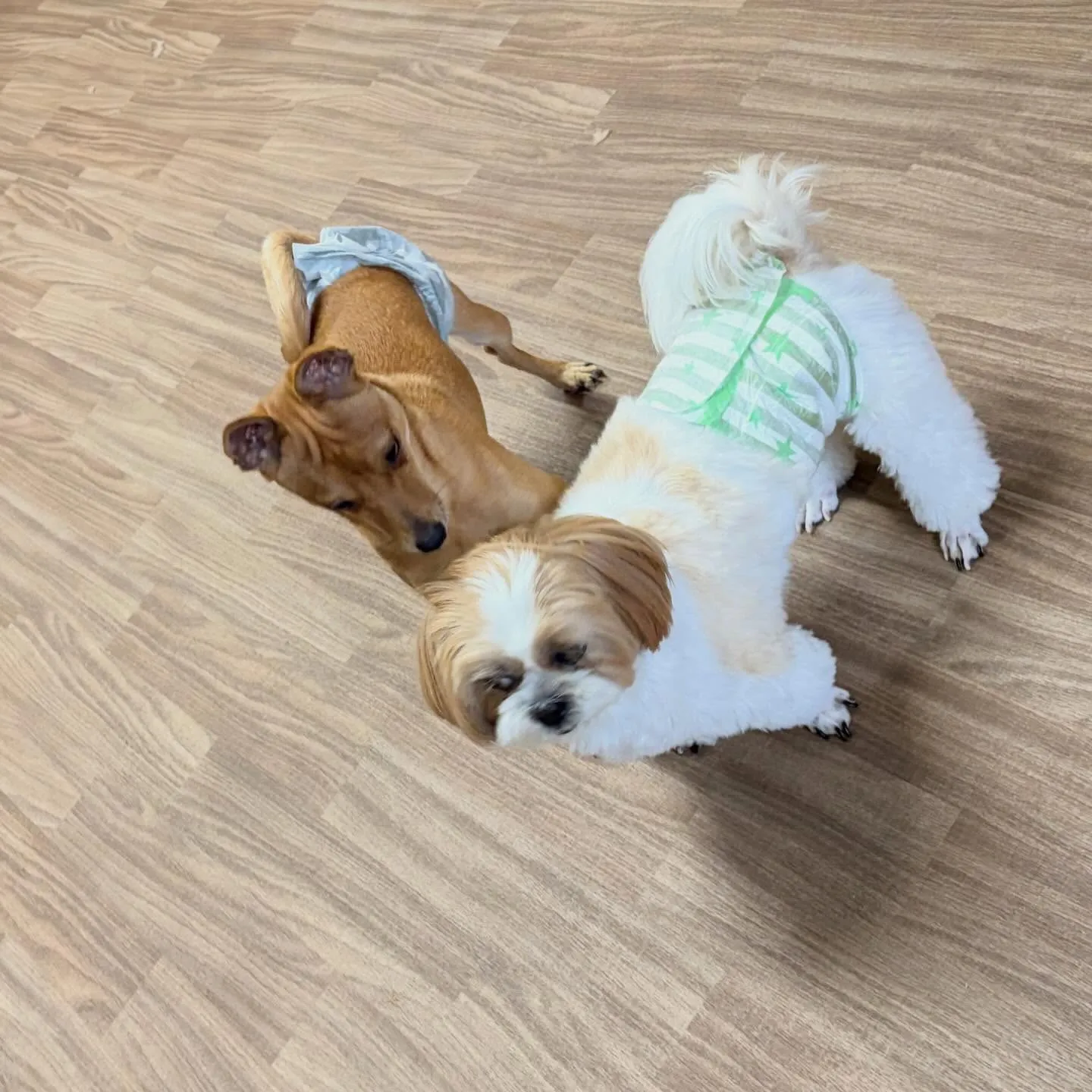 入会してくれたくうくんです❣️