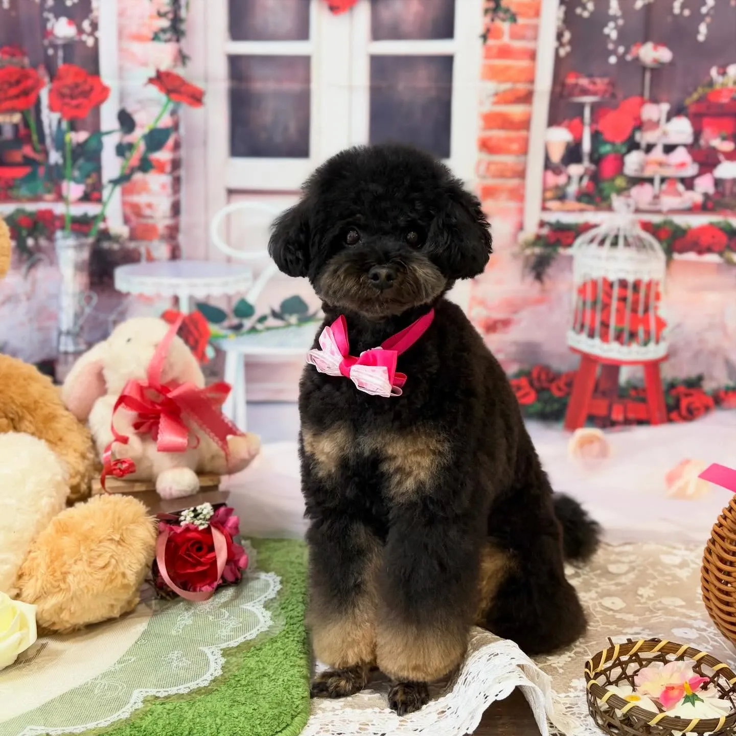 先月アップしきれなかったわんこたちです🐾