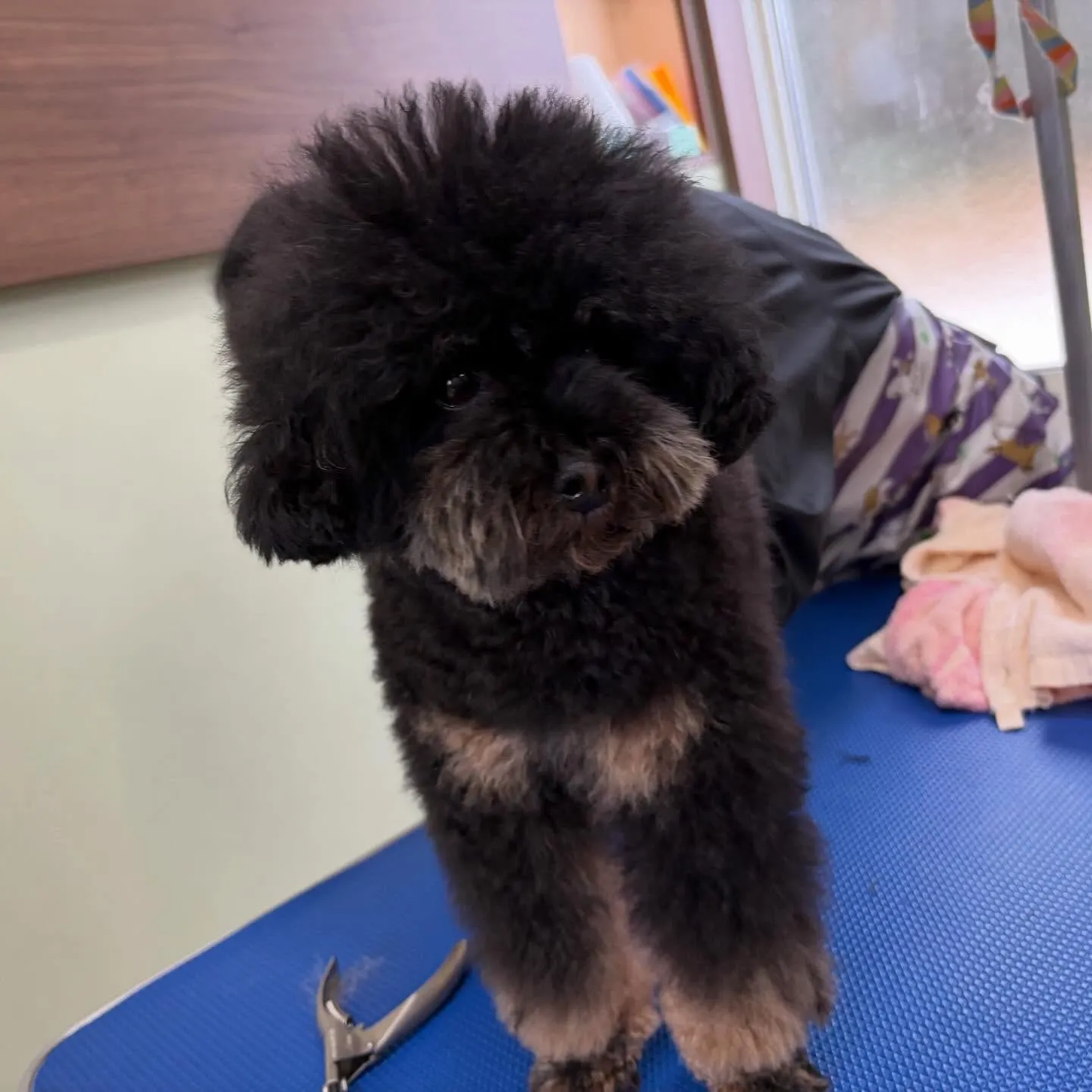 先月アップしきれなかったわんこたちです🐾