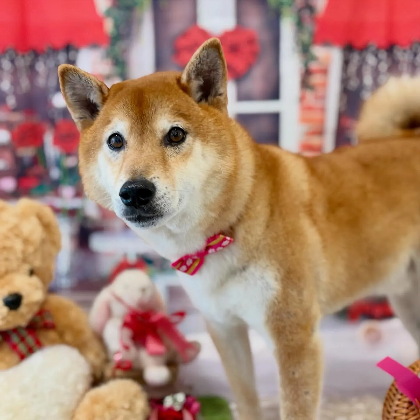 先月アップしきれなかったわんこたちです🐾