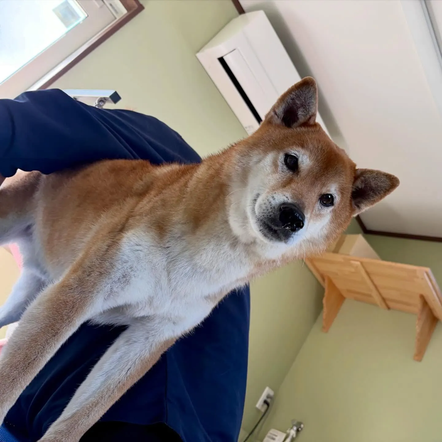 先月アップしきれなかったわんこたちです🐾