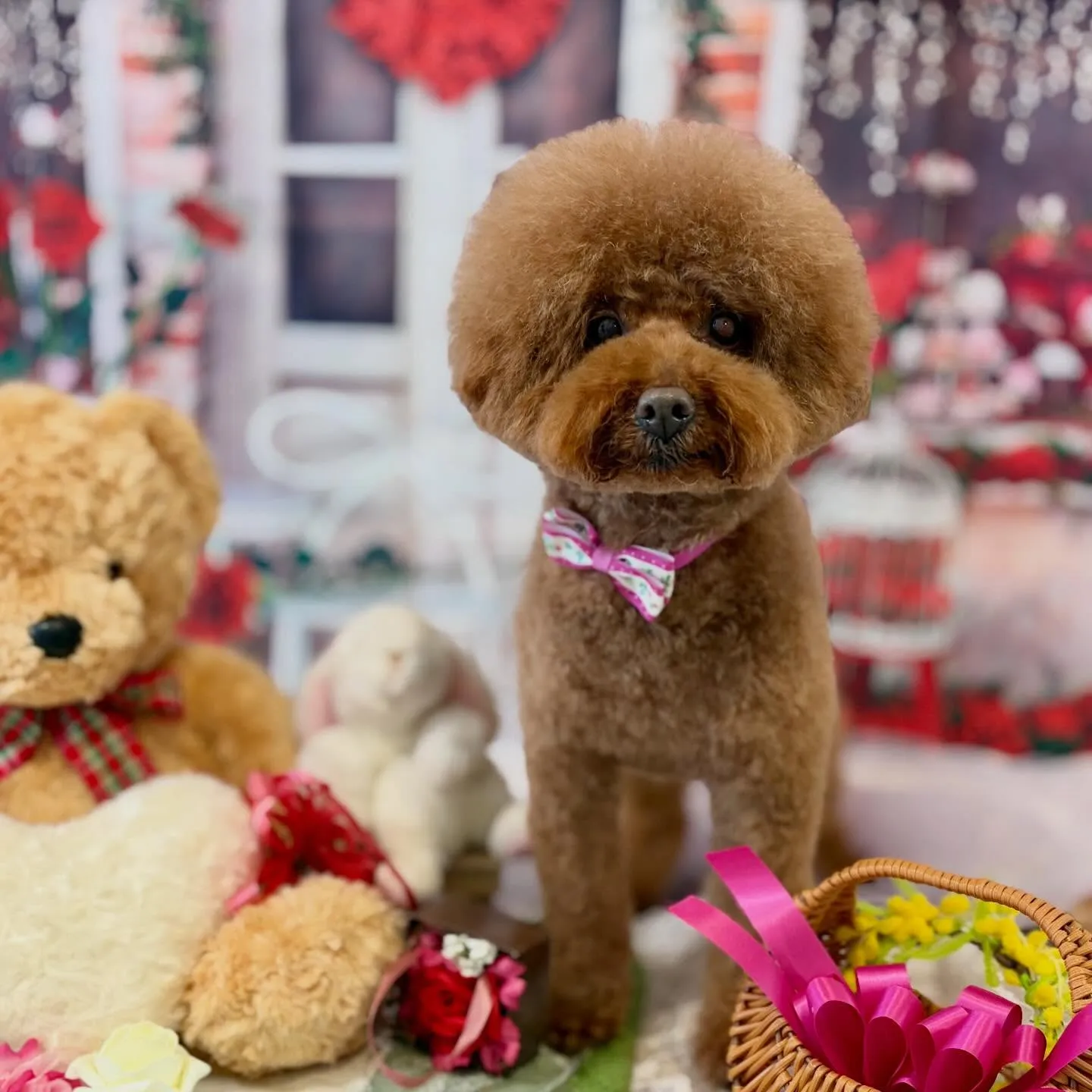 先月アップしきれなかったわんこたちです🐾