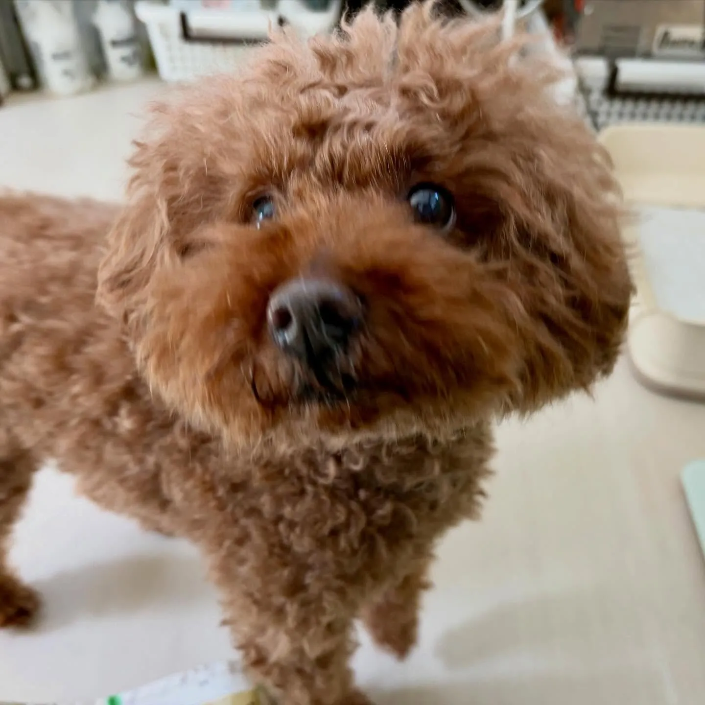 先月アップしきれなかったわんこたちです🐾