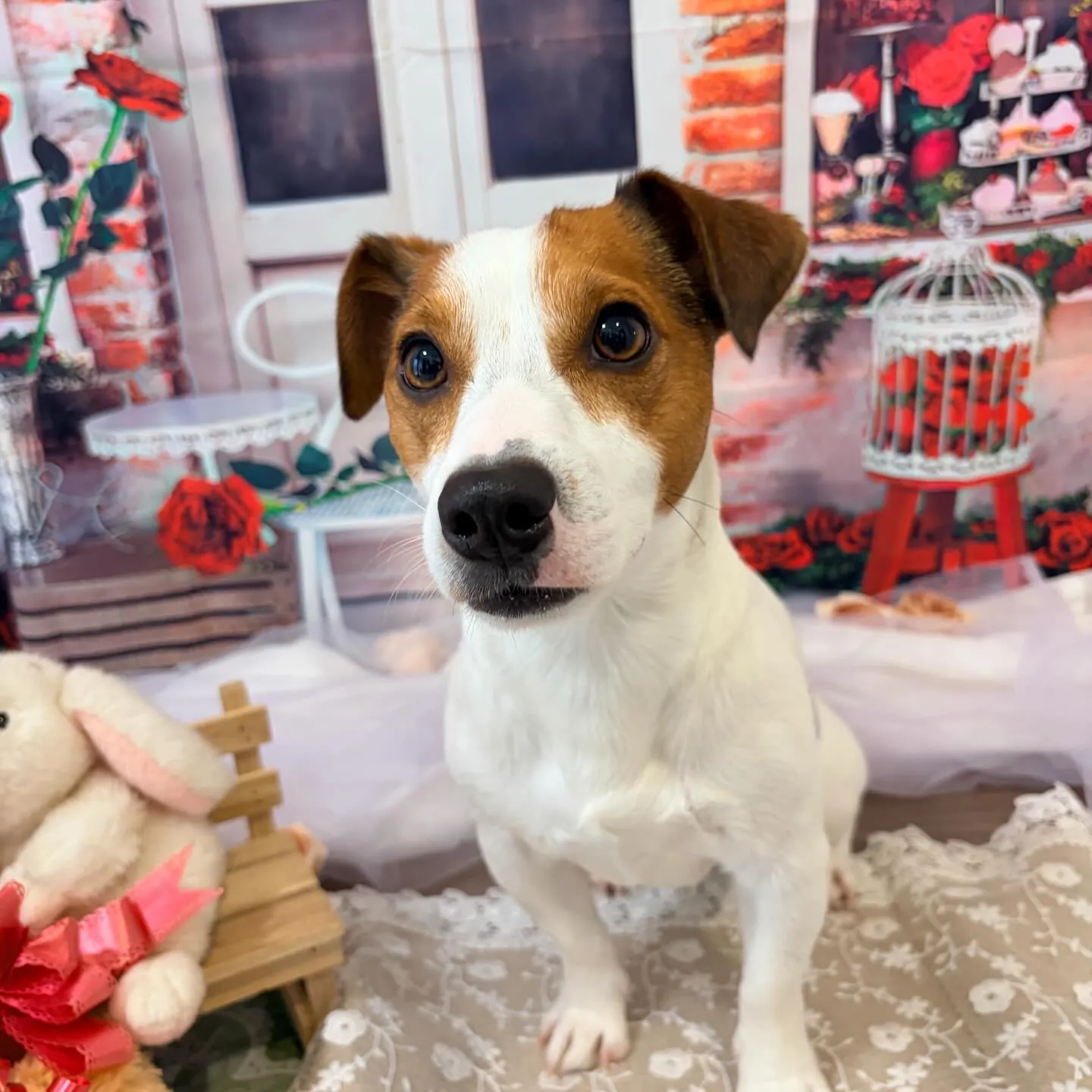 先月アップしきれなかったわんこたちです🐾