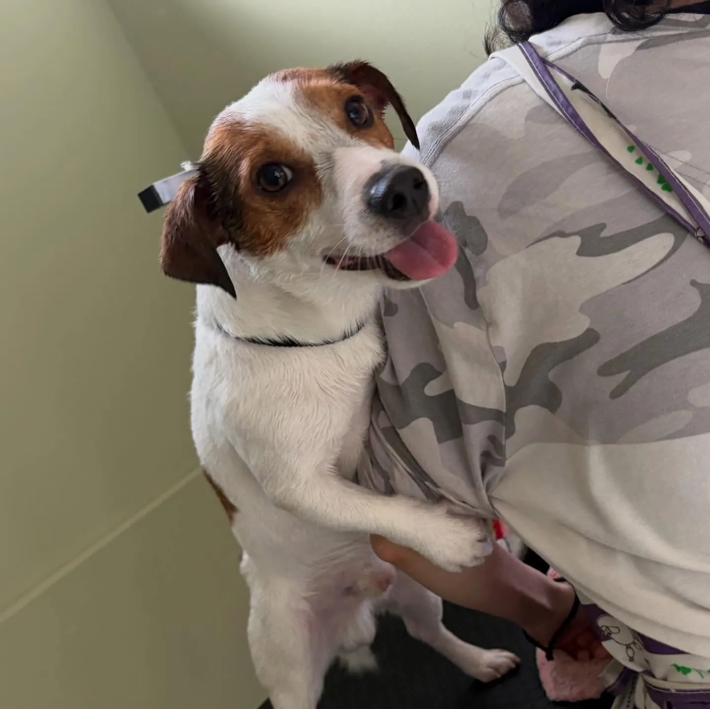 先月アップしきれなかったわんこたちです🐾