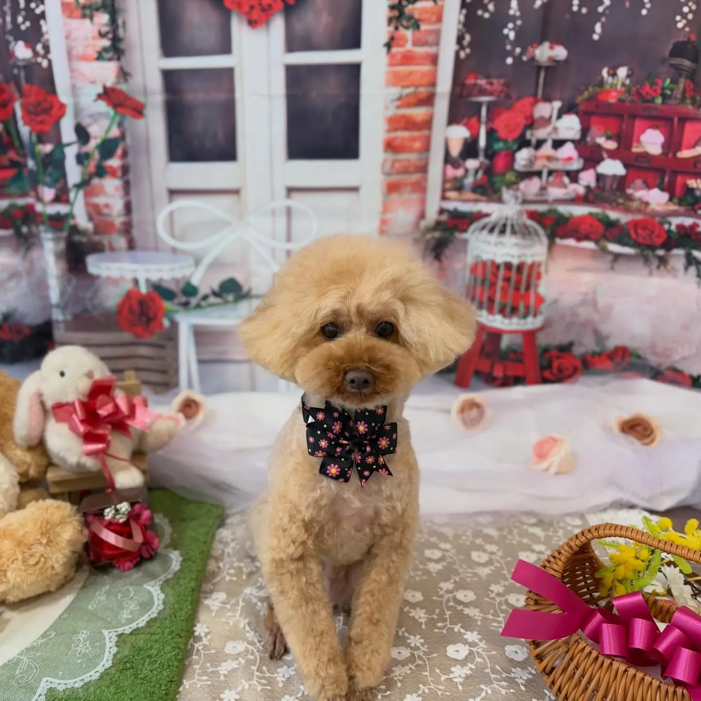 先月アップしきれなかったわんこたちです🐾