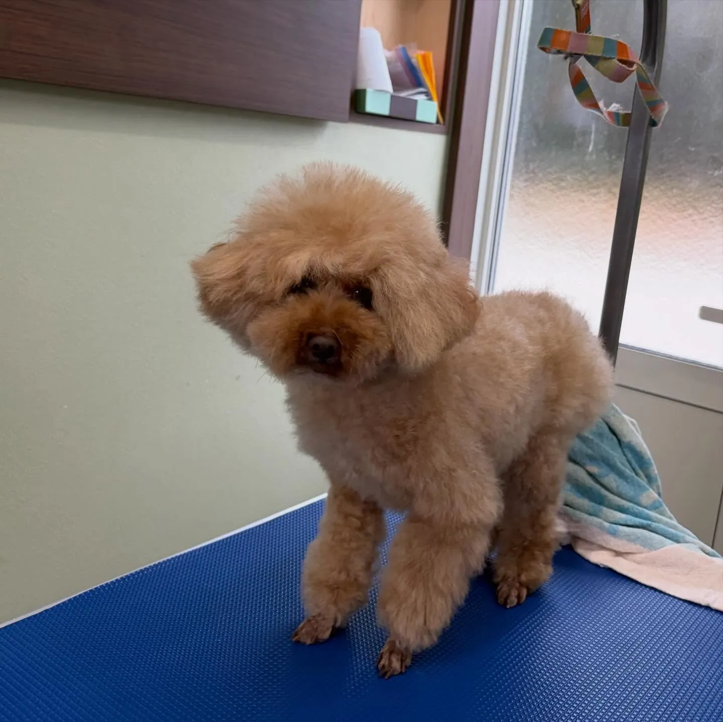 先月アップしきれなかったわんこたちです🐾