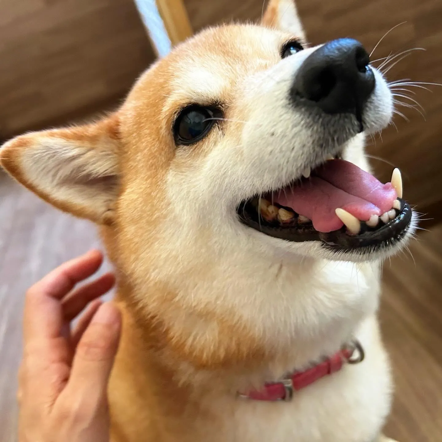 入会してくれたひなちゃんです🎶