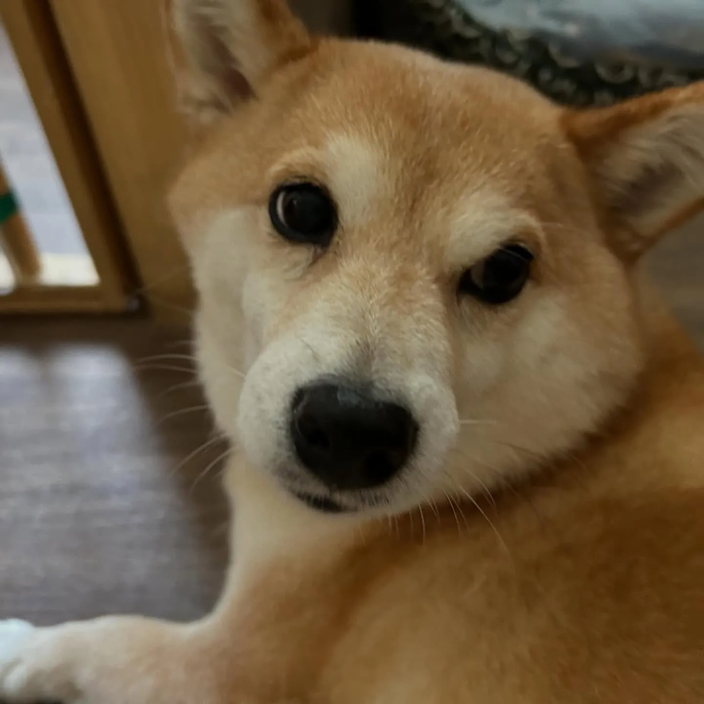 入会してくれたひなちゃんです🎶