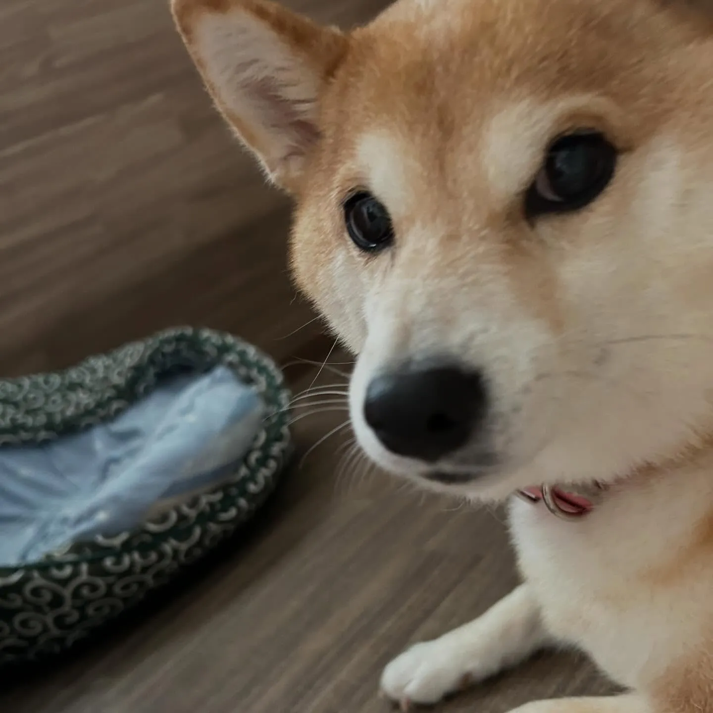 入会してくれたひなちゃんです🎶