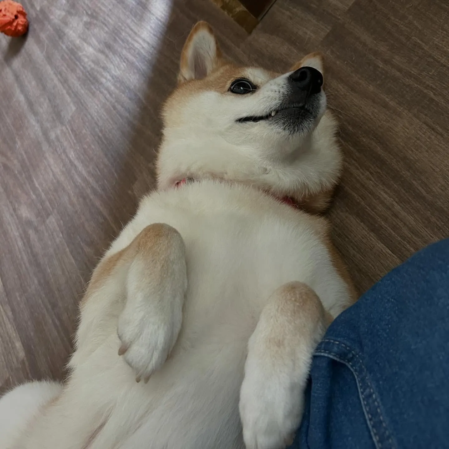 入会してくれたひなちゃんです🎶