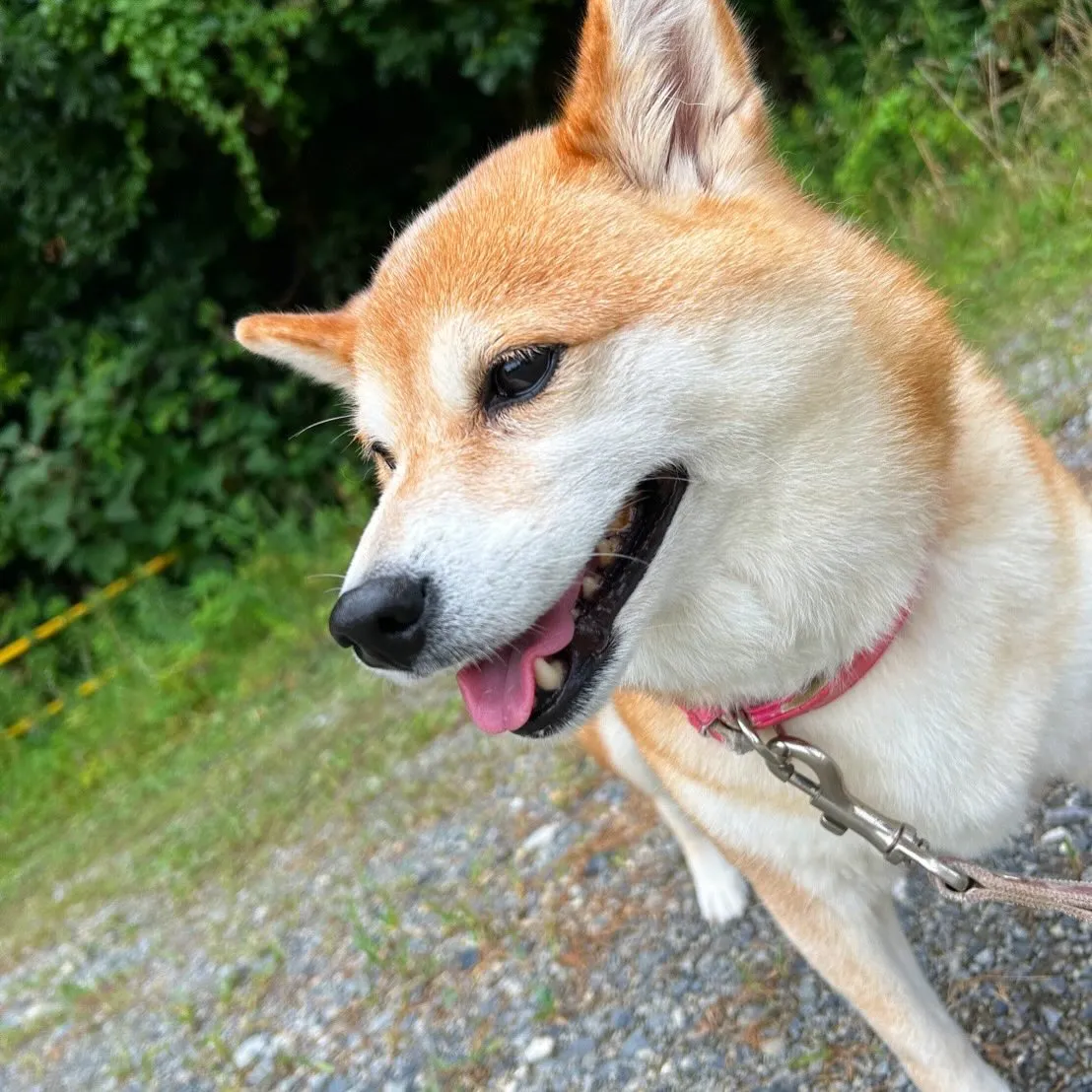 入会してくれたひなちゃんです🎶