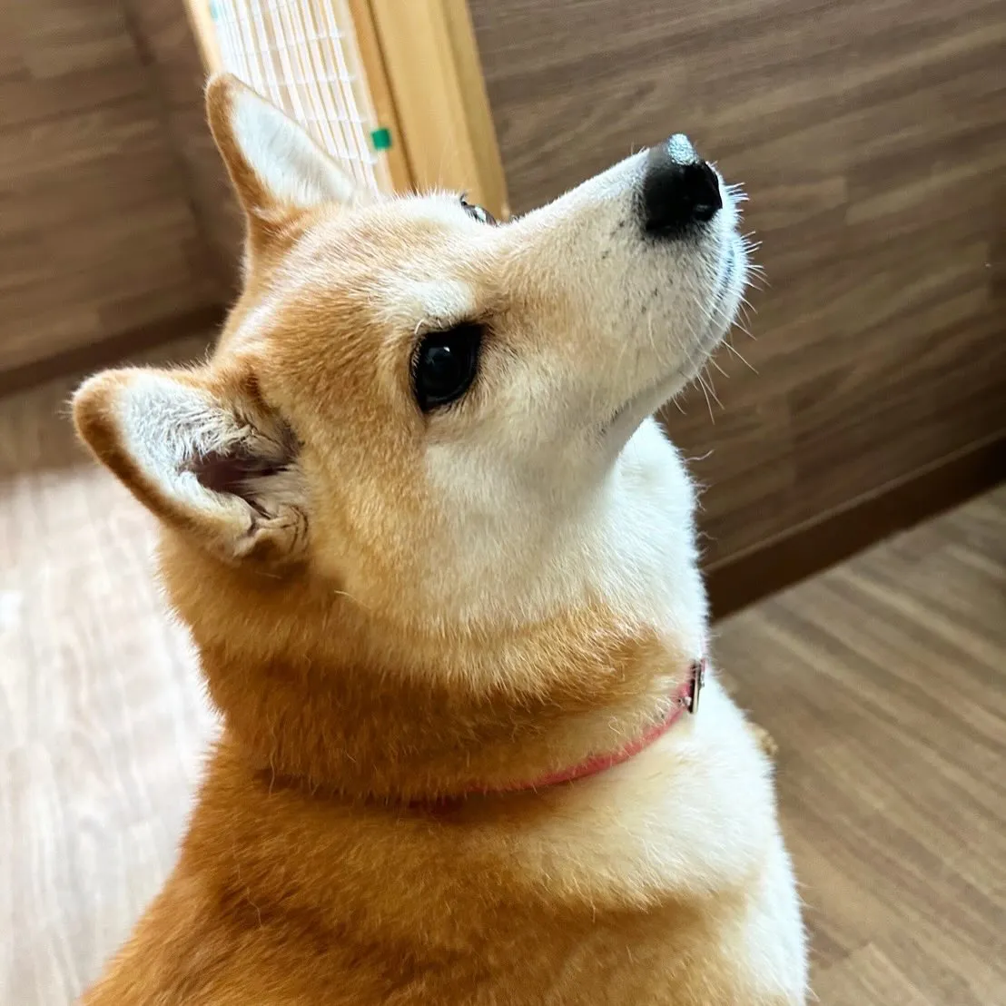 入会してくれたひなちゃんです🎶