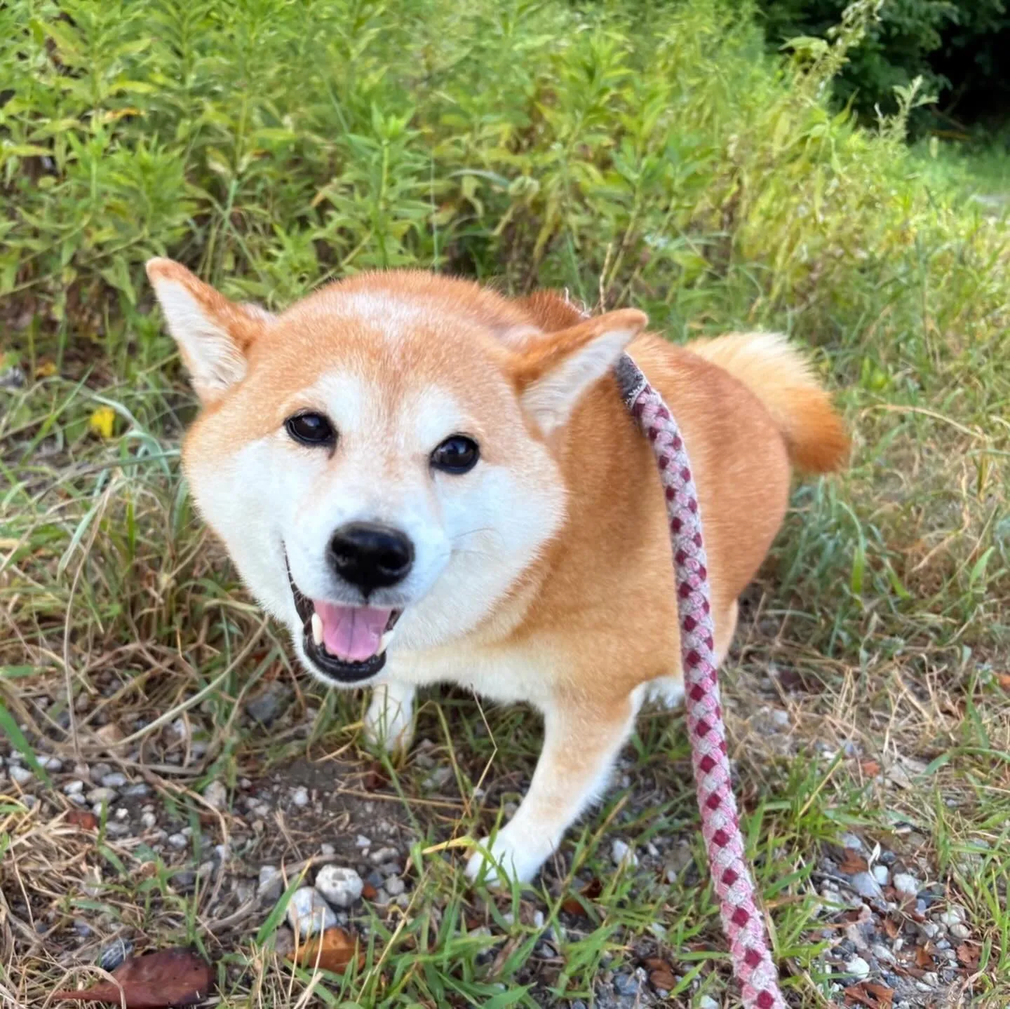 入会してくれたひなちゃんです🎶