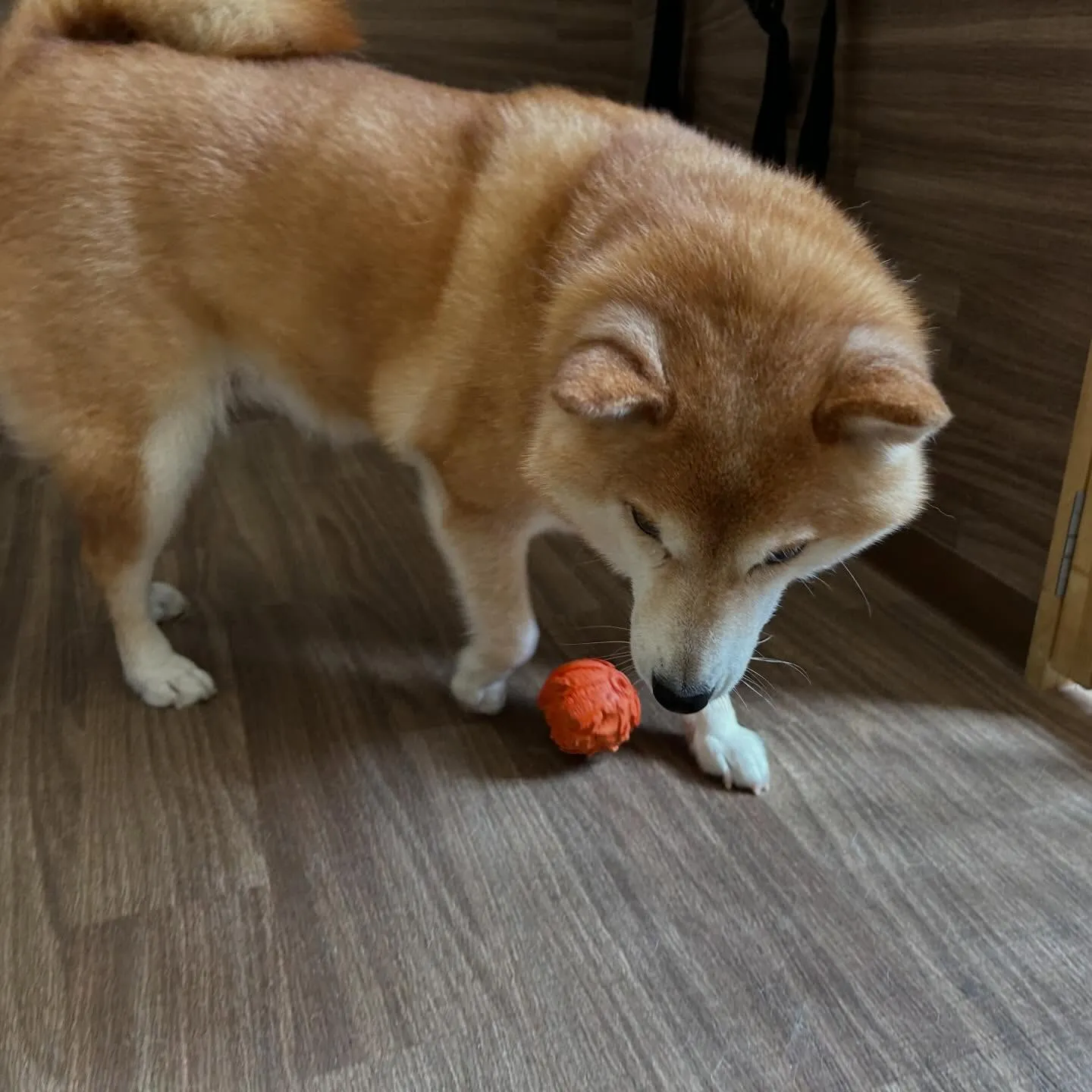 入会してくれたひなちゃんです🎶
