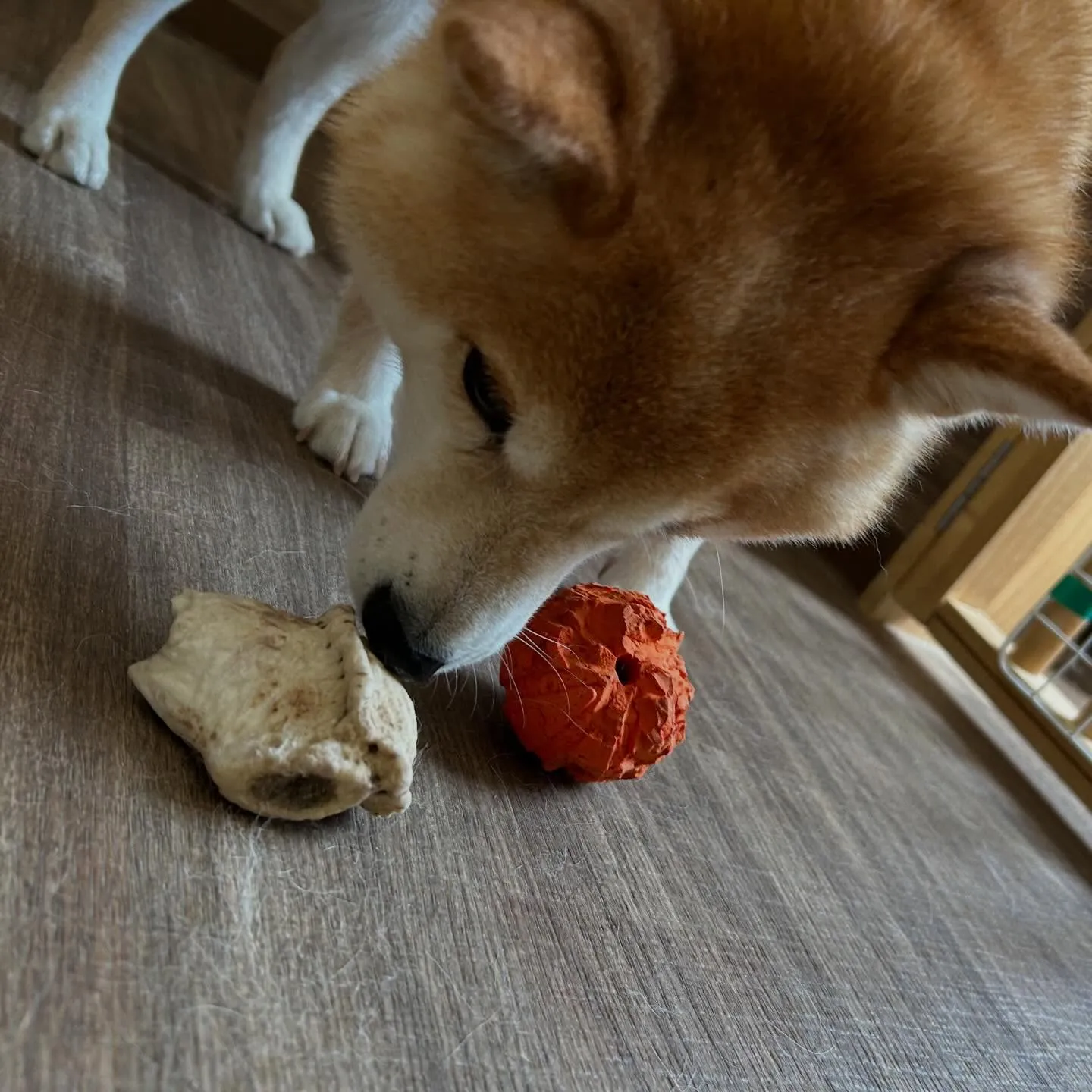 入会してくれたひなちゃんです🎶