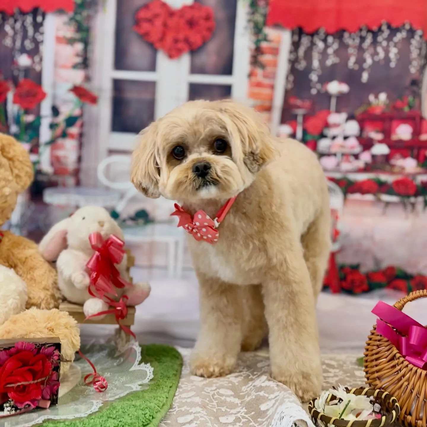 先月アップしきれなかったお手入れわんこたちです🐶