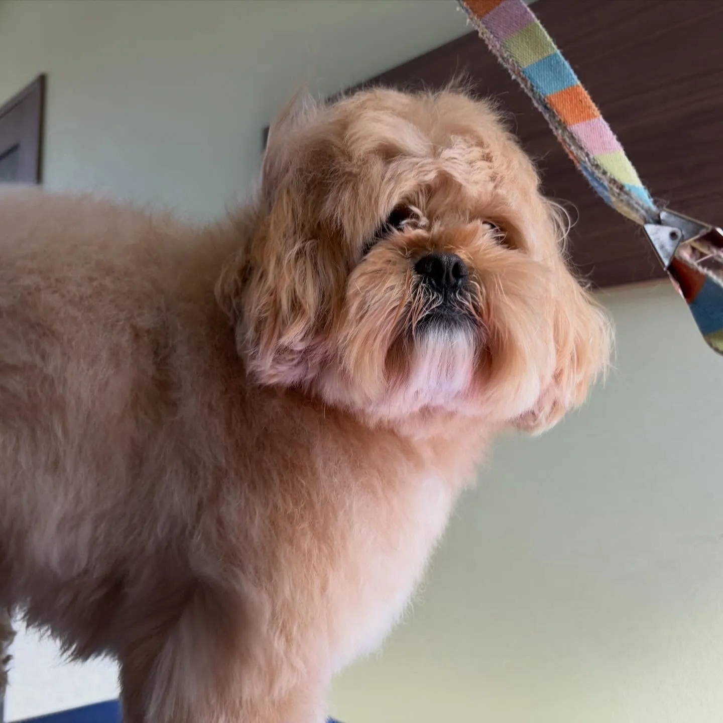 先月アップしきれなかったお手入れわんこたちです🐶