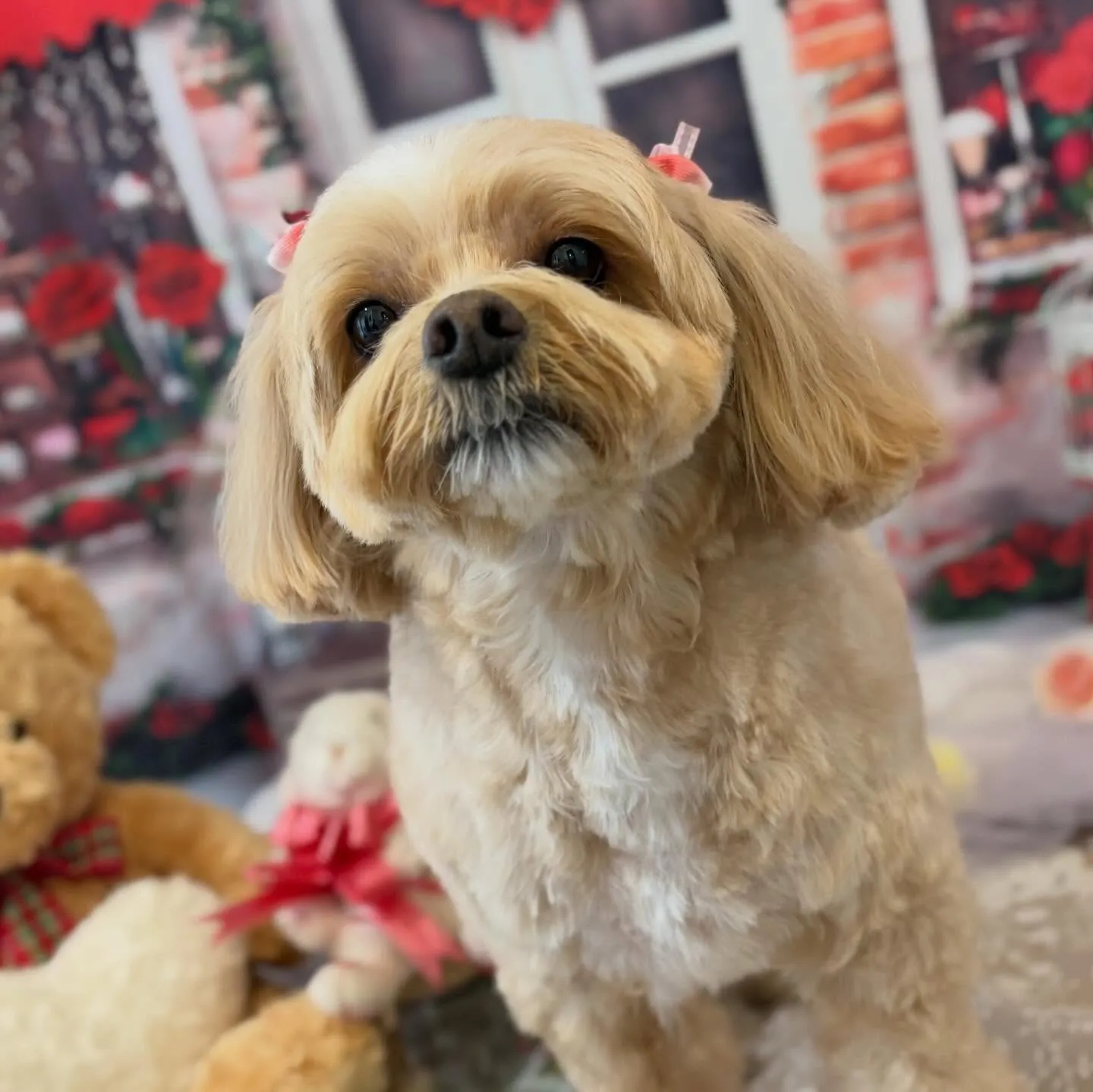 先月アップしきれなかったお手入れわんこたちです🐶