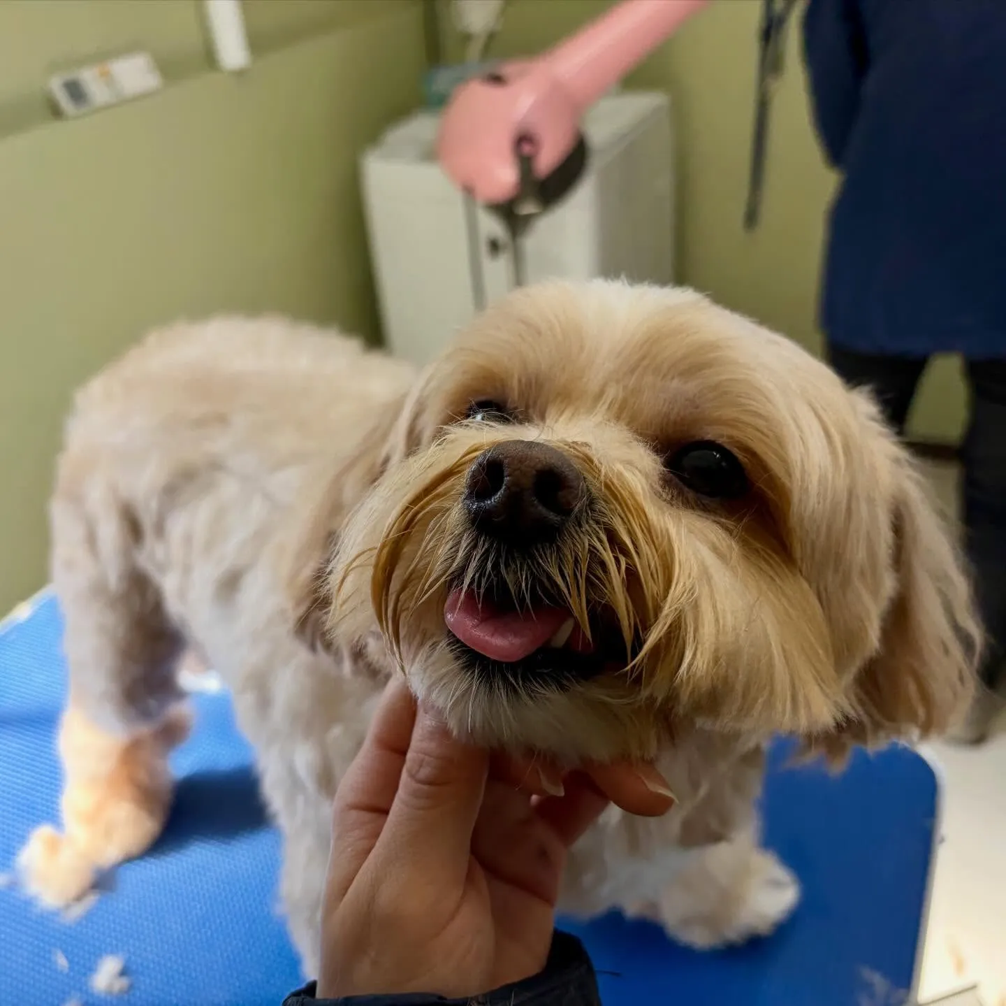 先月アップしきれなかったお手入れわんこたちです🐶