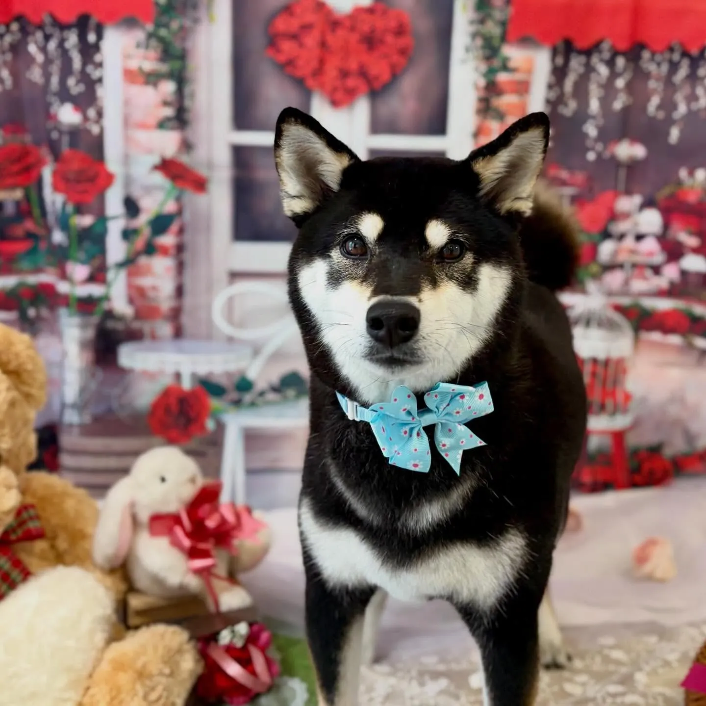 先月アップしきれなかったお手入れわんこたちです🐶