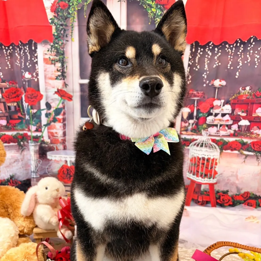 先月アップしきれなかったお手入れわんこたちです🐶