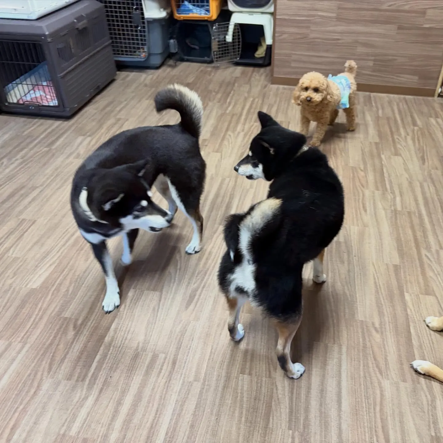 先月アップしきれなかったお手入れわんこたちです🐶