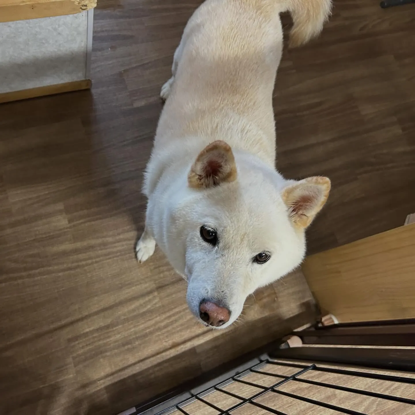 先月アップしきれなかったお手入れわんこたちです🐶