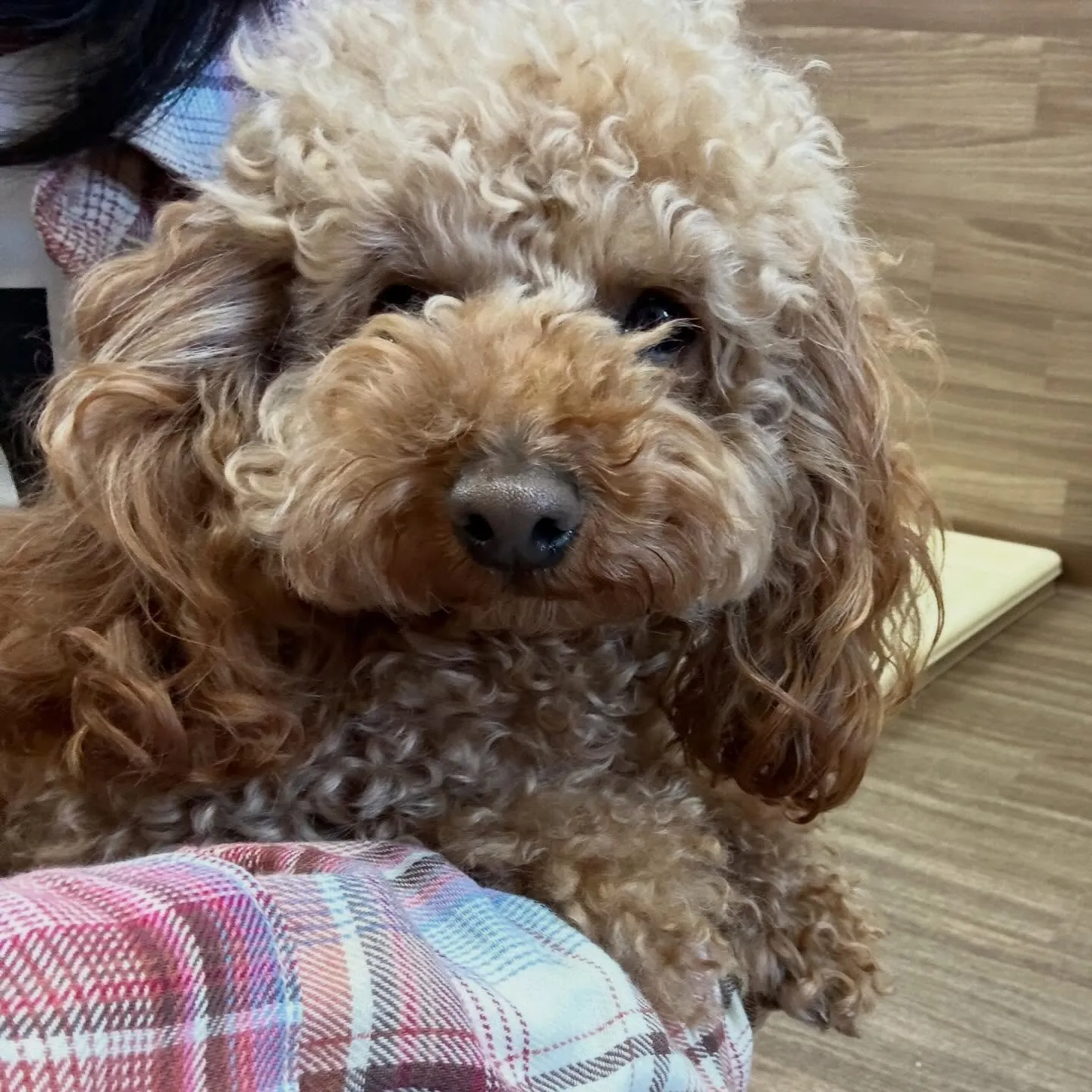 入会してくれたマロくんです❣️