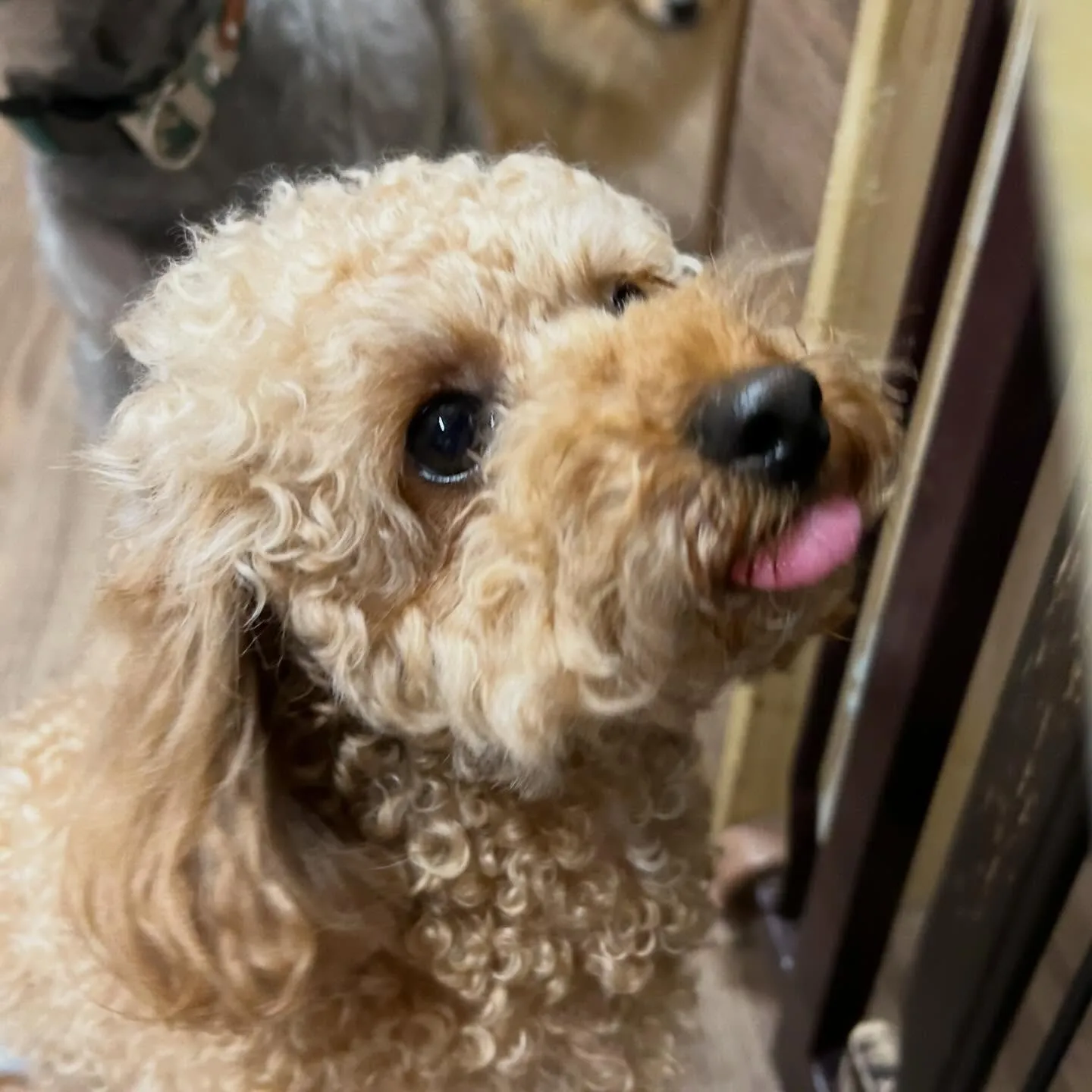入会してくれたマロくんです❣️