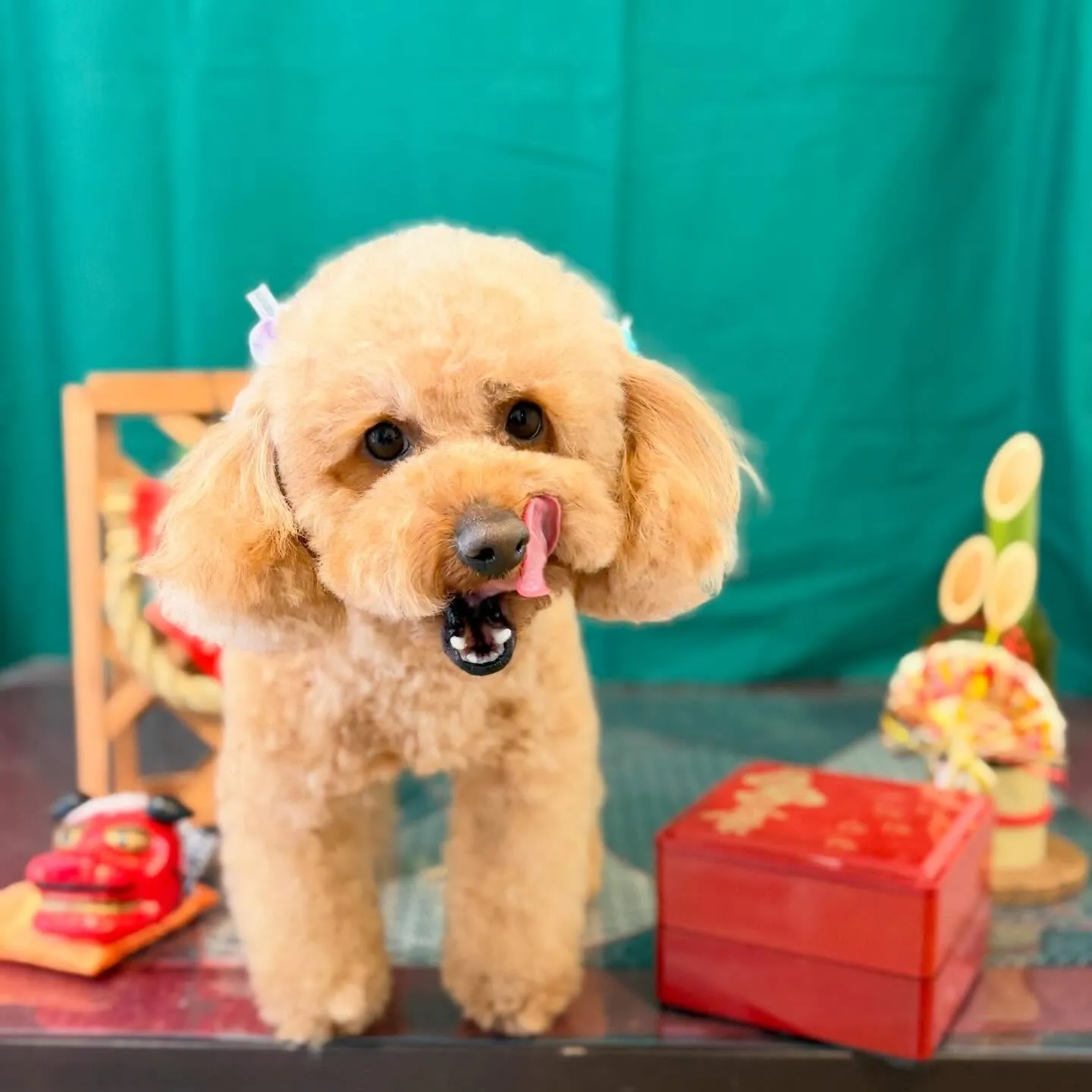 入会してくれたマロくんです❣️