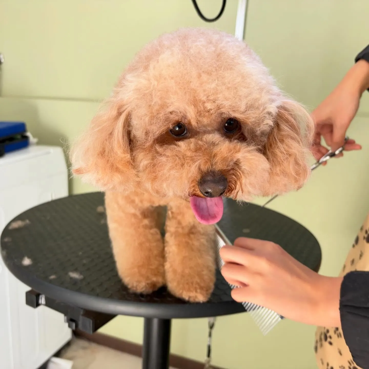 入会してくれたマロくんです❣️