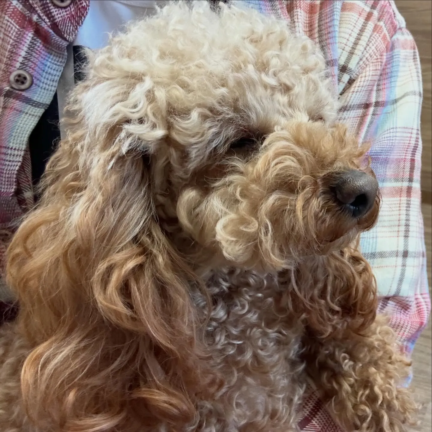 入会してくれたマロくんです❣️