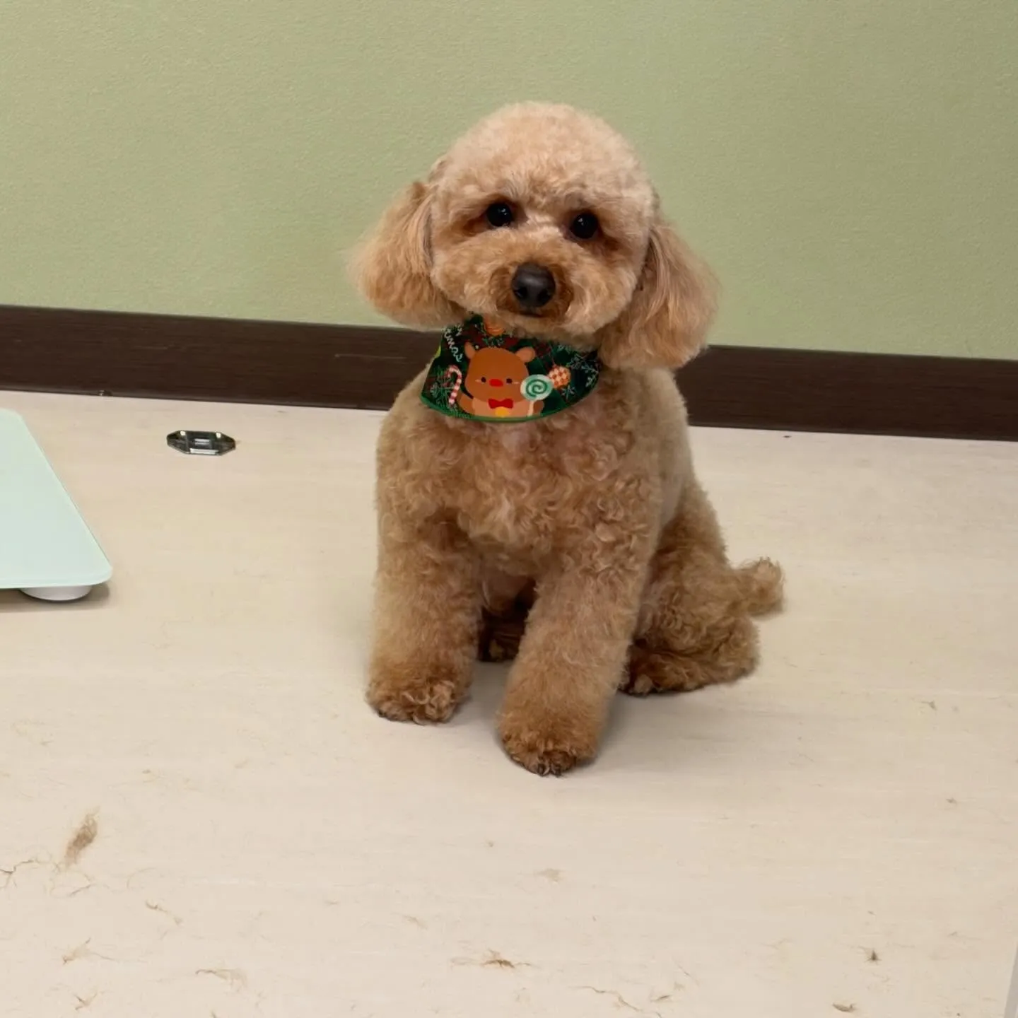 入会してくれたマロくんです❣️