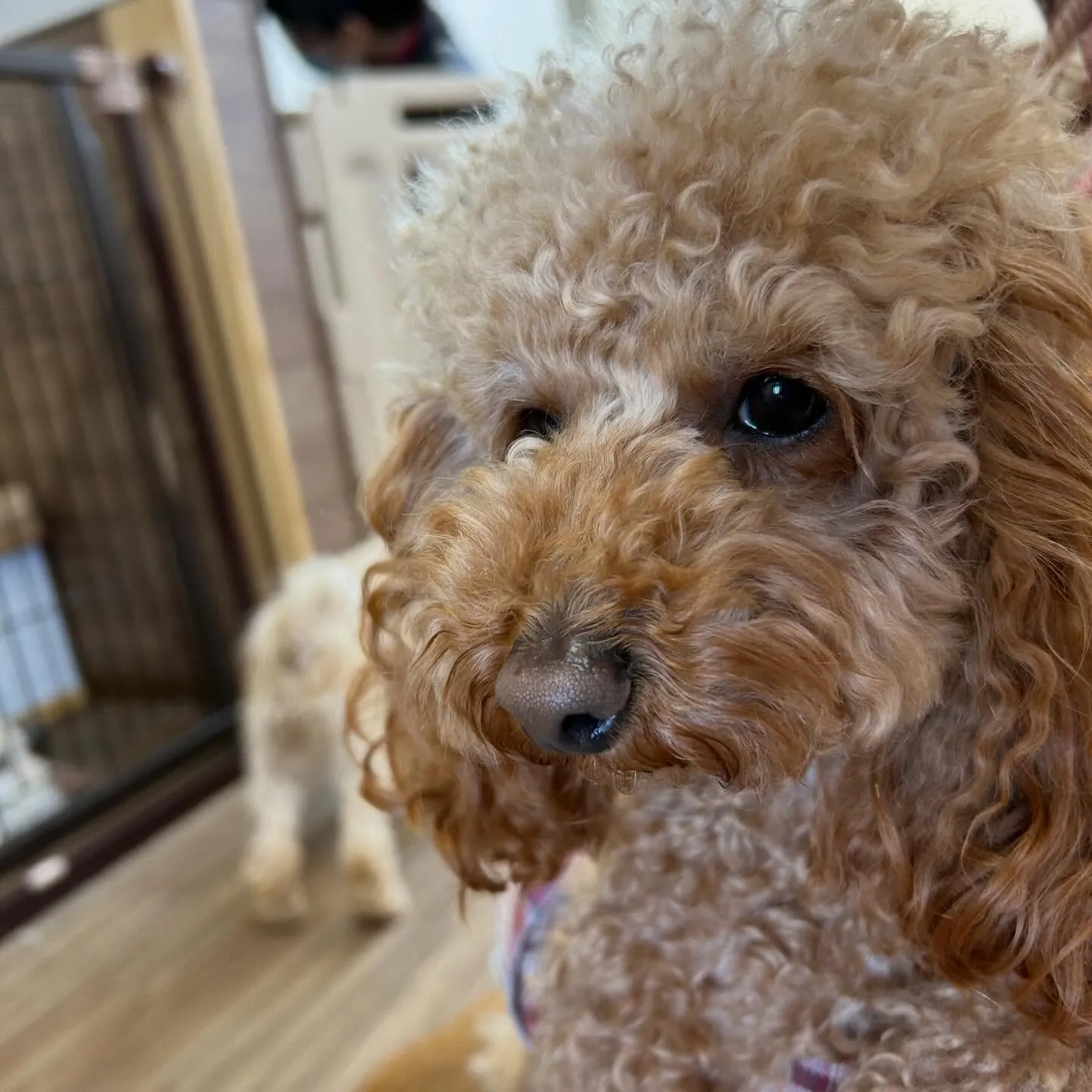 入会してくれたマロくんです❣️