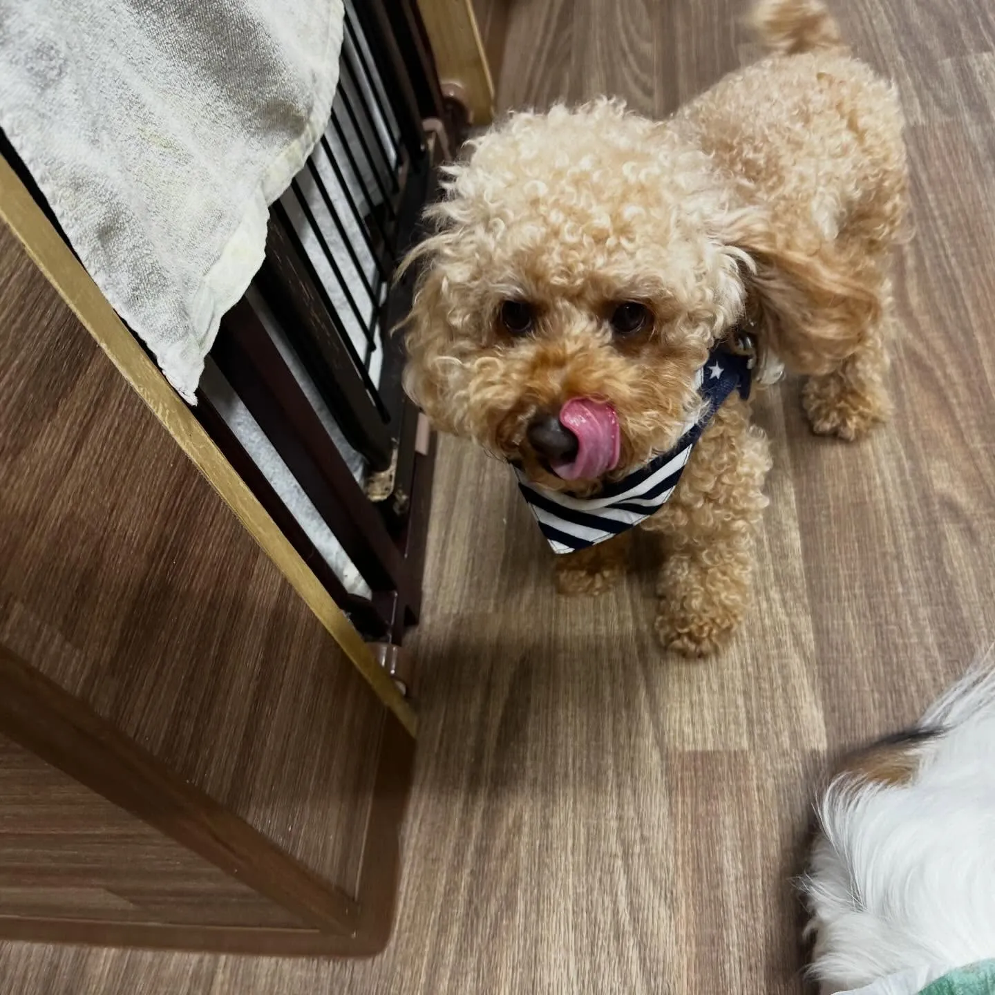 入会してくれたマロくんです❣️