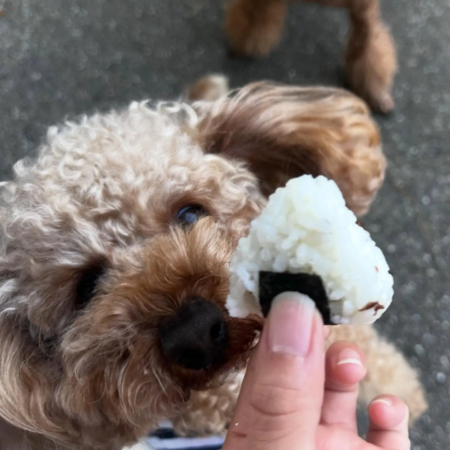 入会してくれたマロくんです❣️