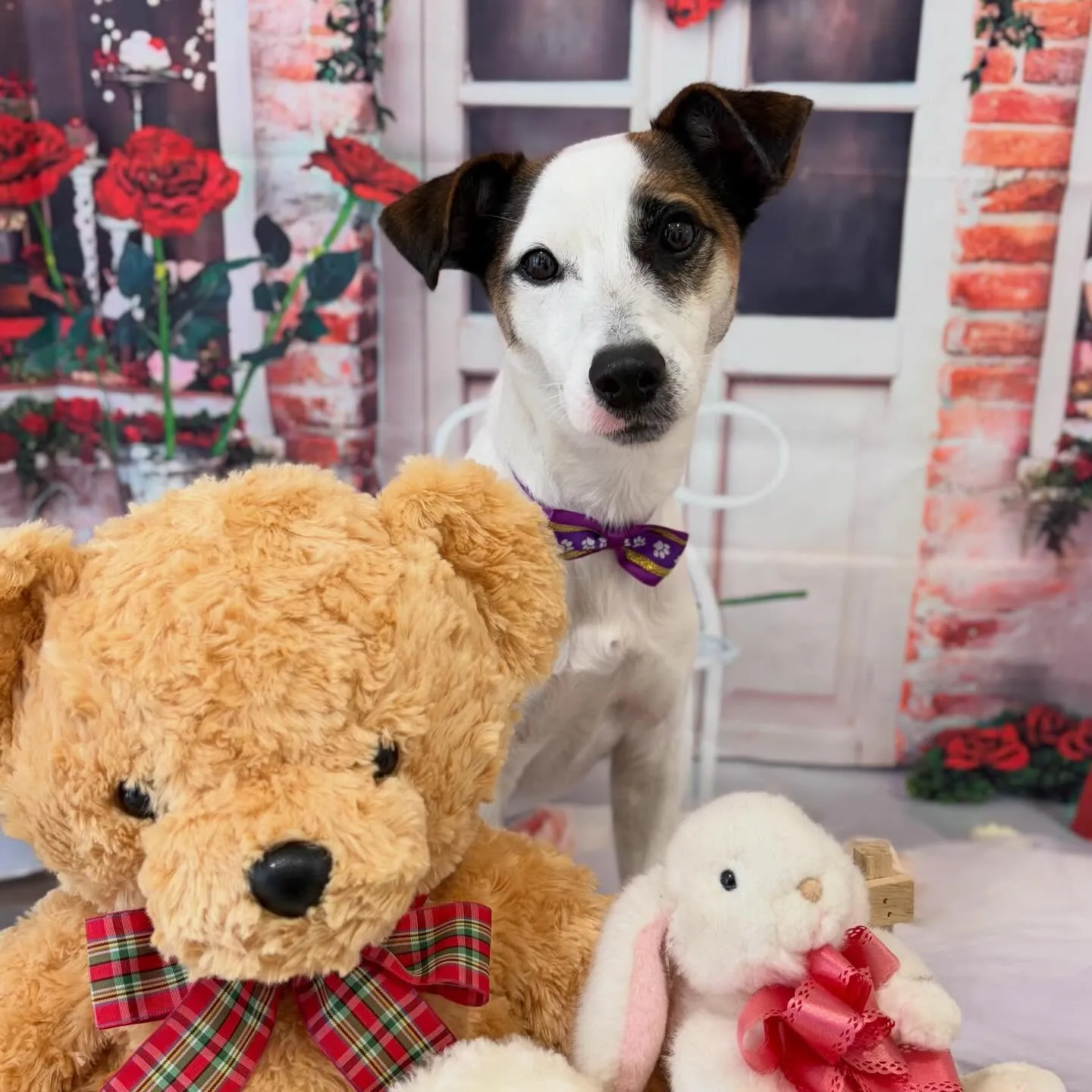 先月アップしきれなかったお手入れわんこたちです🐕🐾